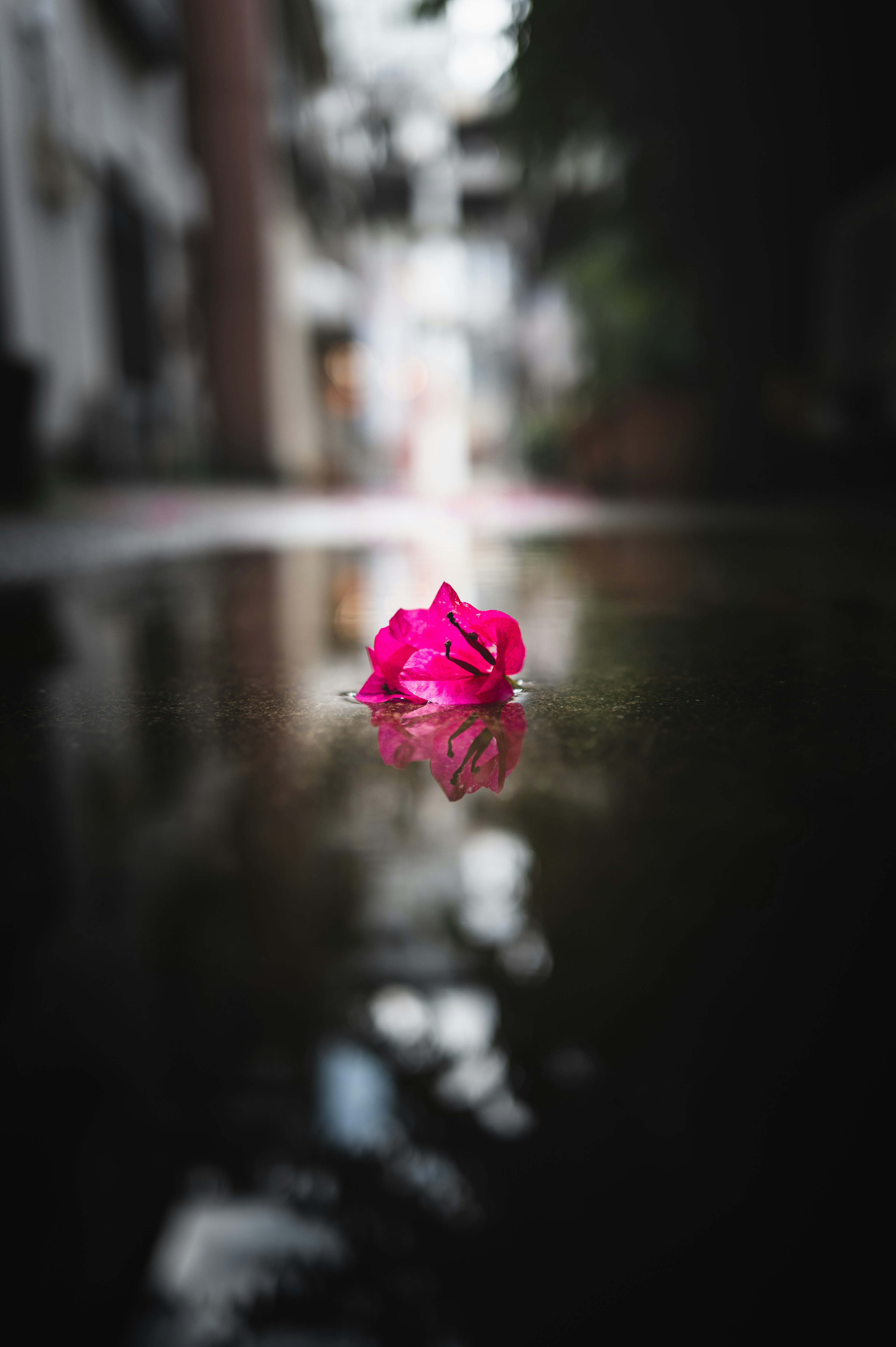 Pétalo de flor rosa flotando en el agua con fondo borroso