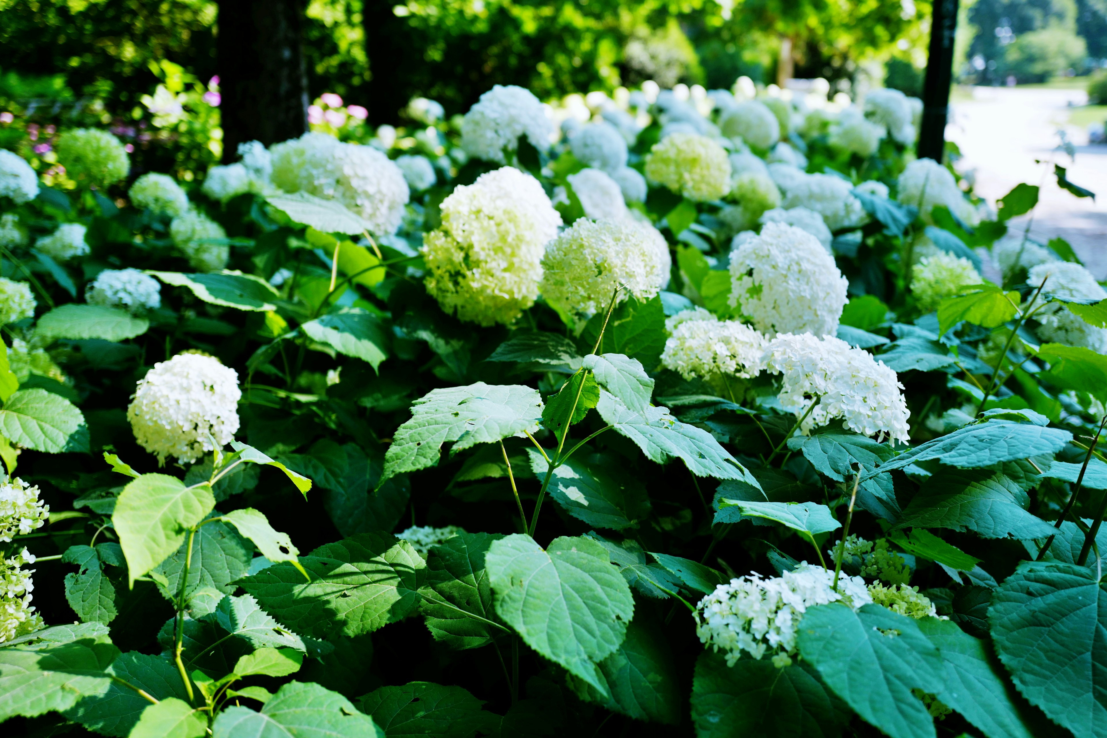 Sekelompok bunga putih hydrangea dikelilingi oleh daun hijau