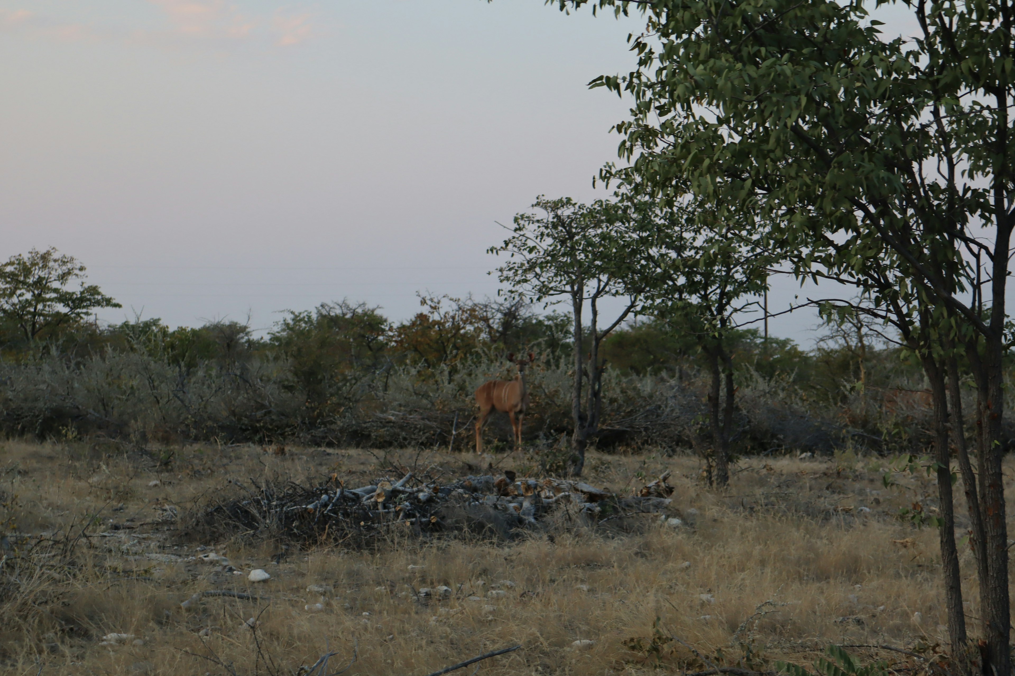 Silhouette of an animal among trees in a grassland