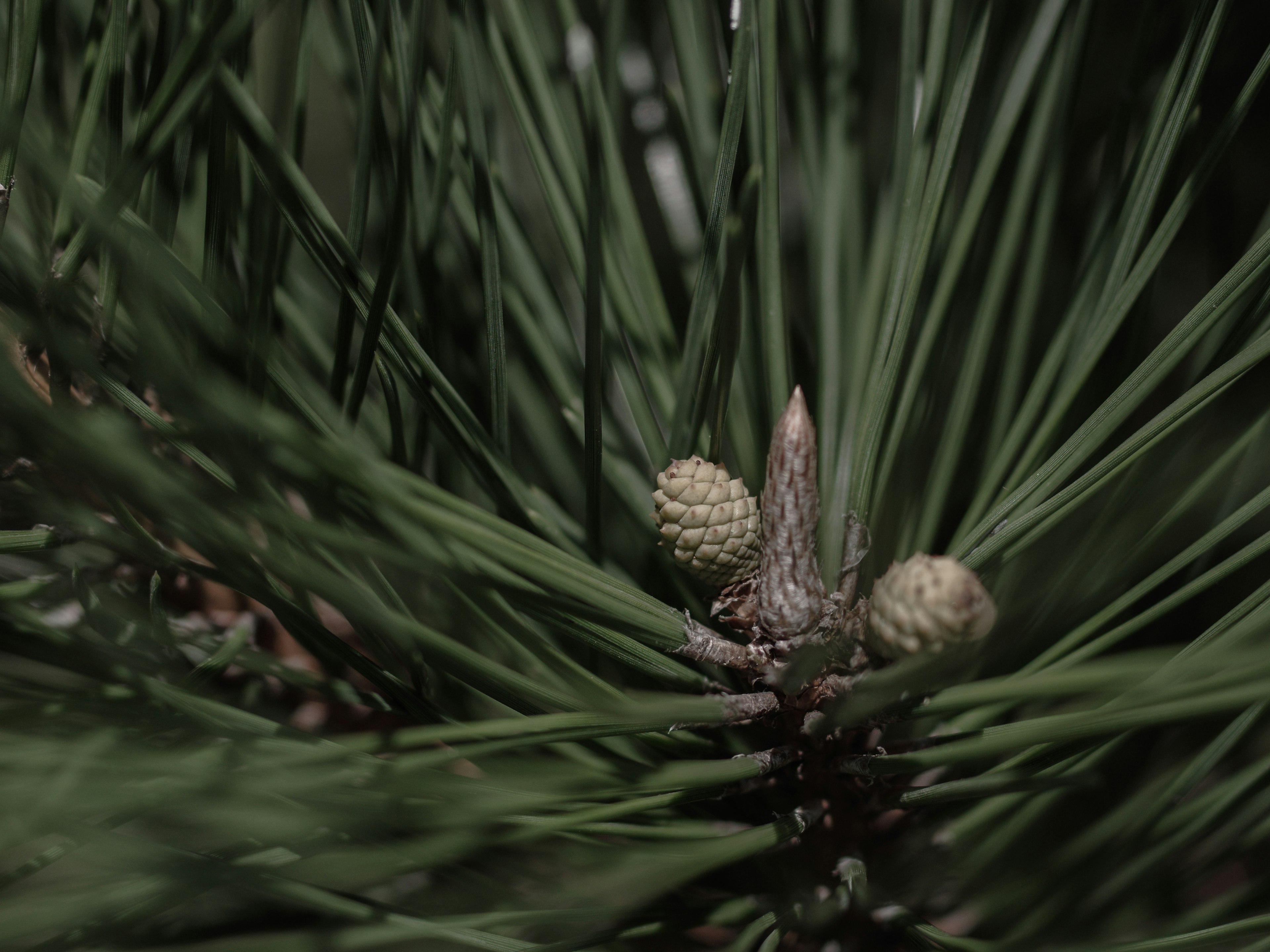 Close-up of green pine needles with small pine cones