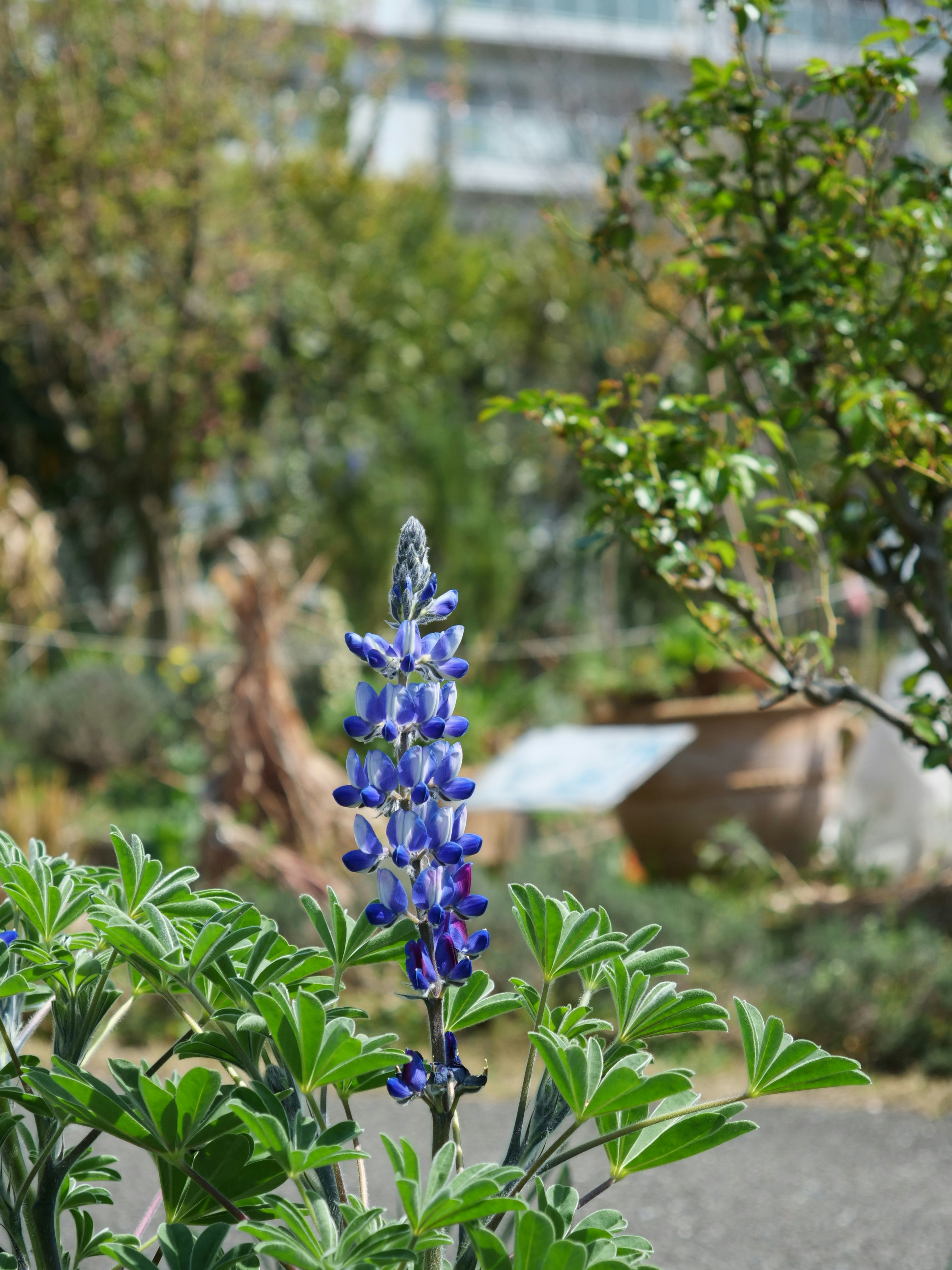 Primer plano de una planta con flores azul-púrpura y plantas de fondo