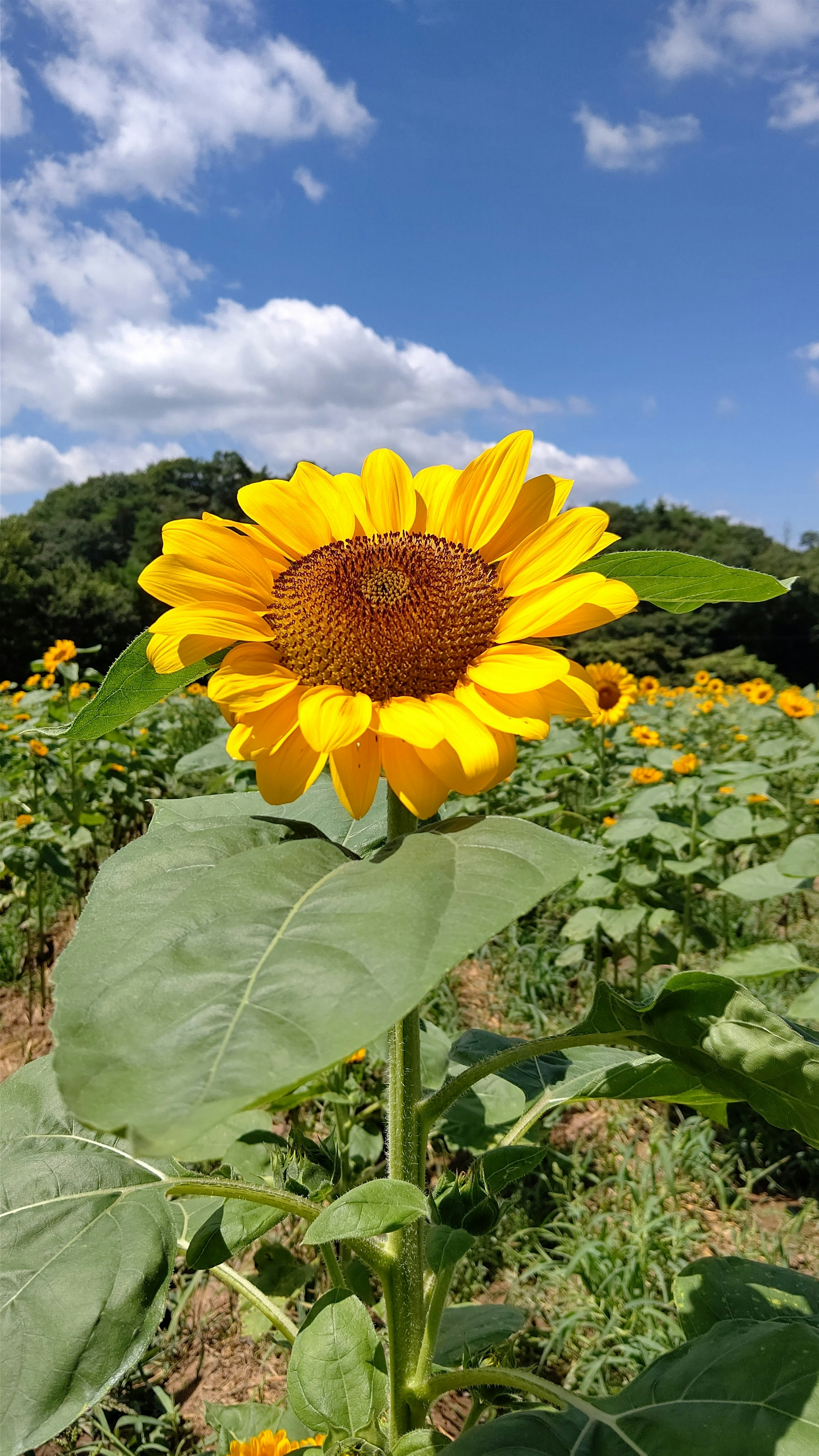 A bright yellow sunflower blooming under a blue sky