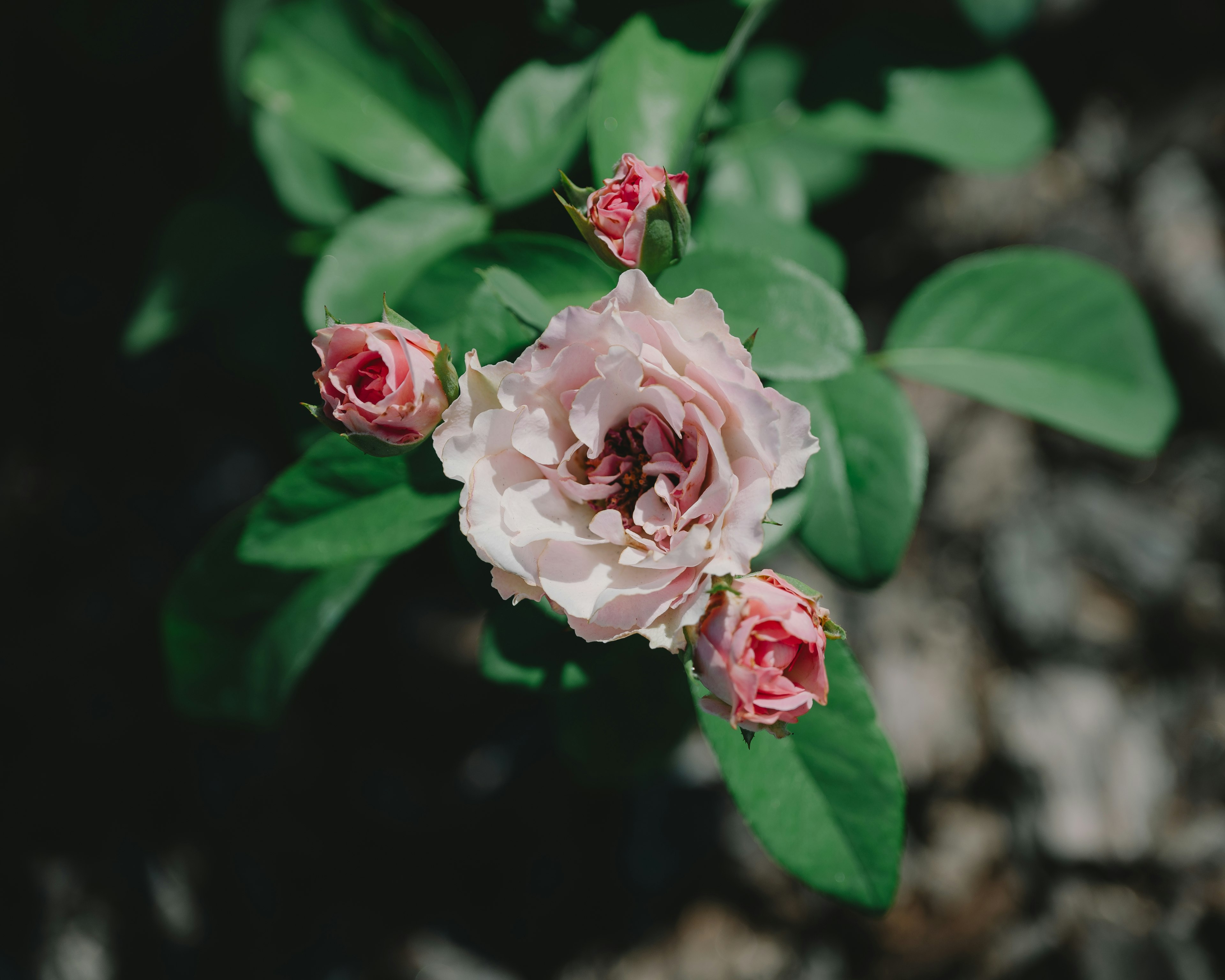 Close-up of pink roses with green leaves