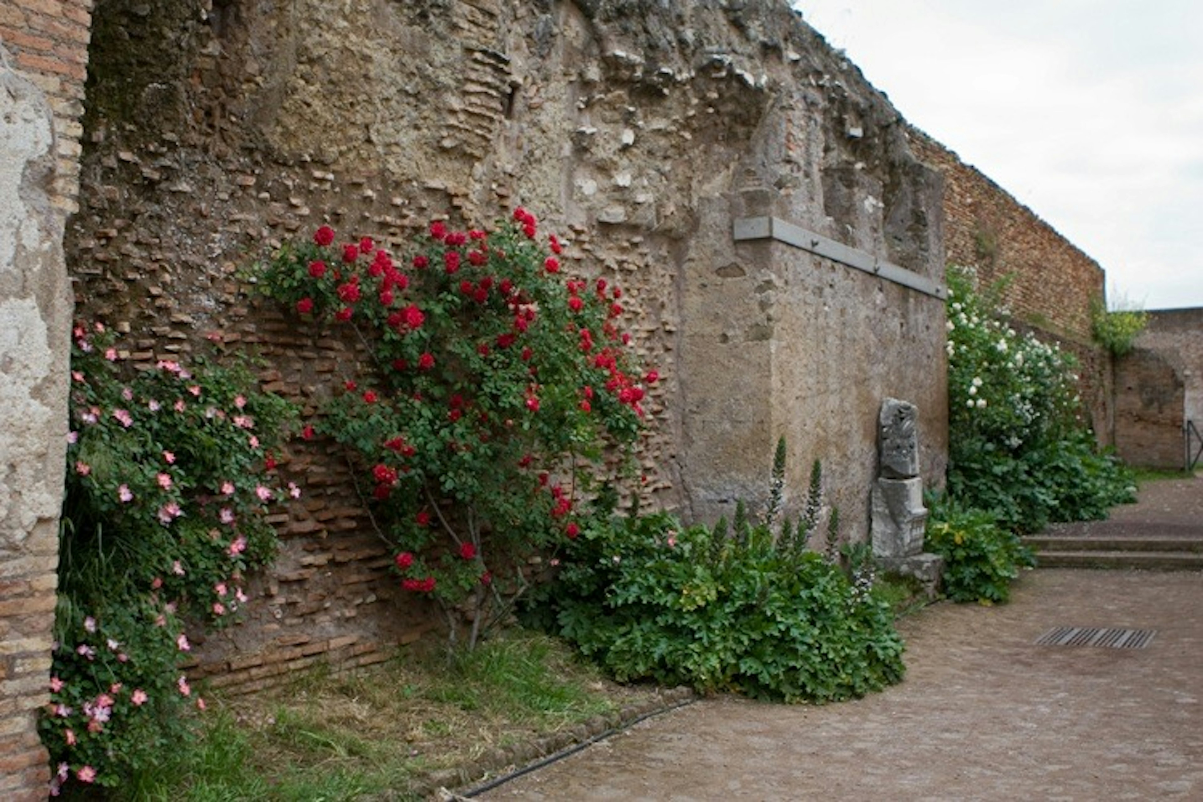 Una vista di un antico muro in pietra adornato con rose in fiore e vegetazione