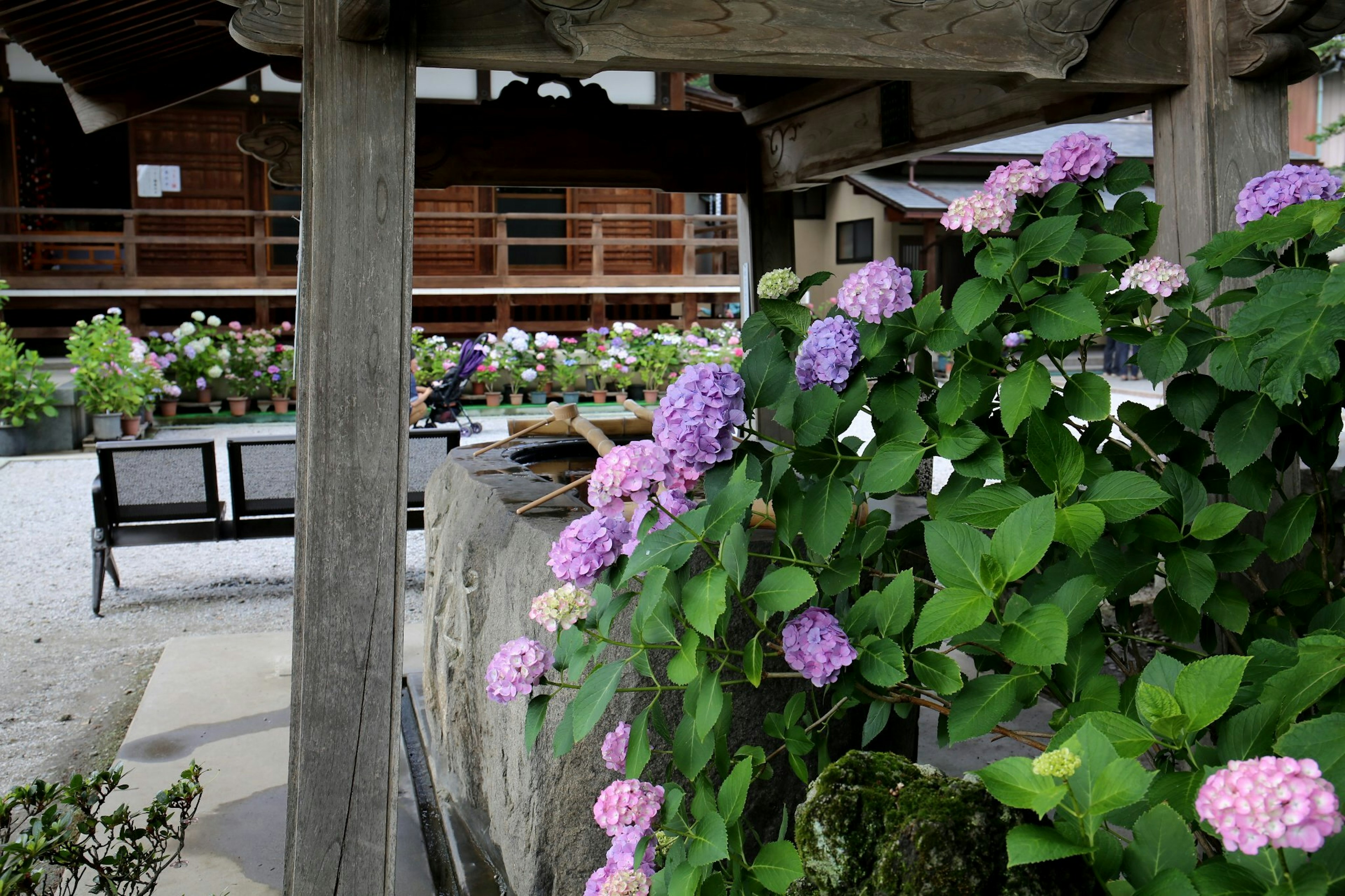 Una escena que presenta un pozo con flores moradas floreciendo a su alrededor