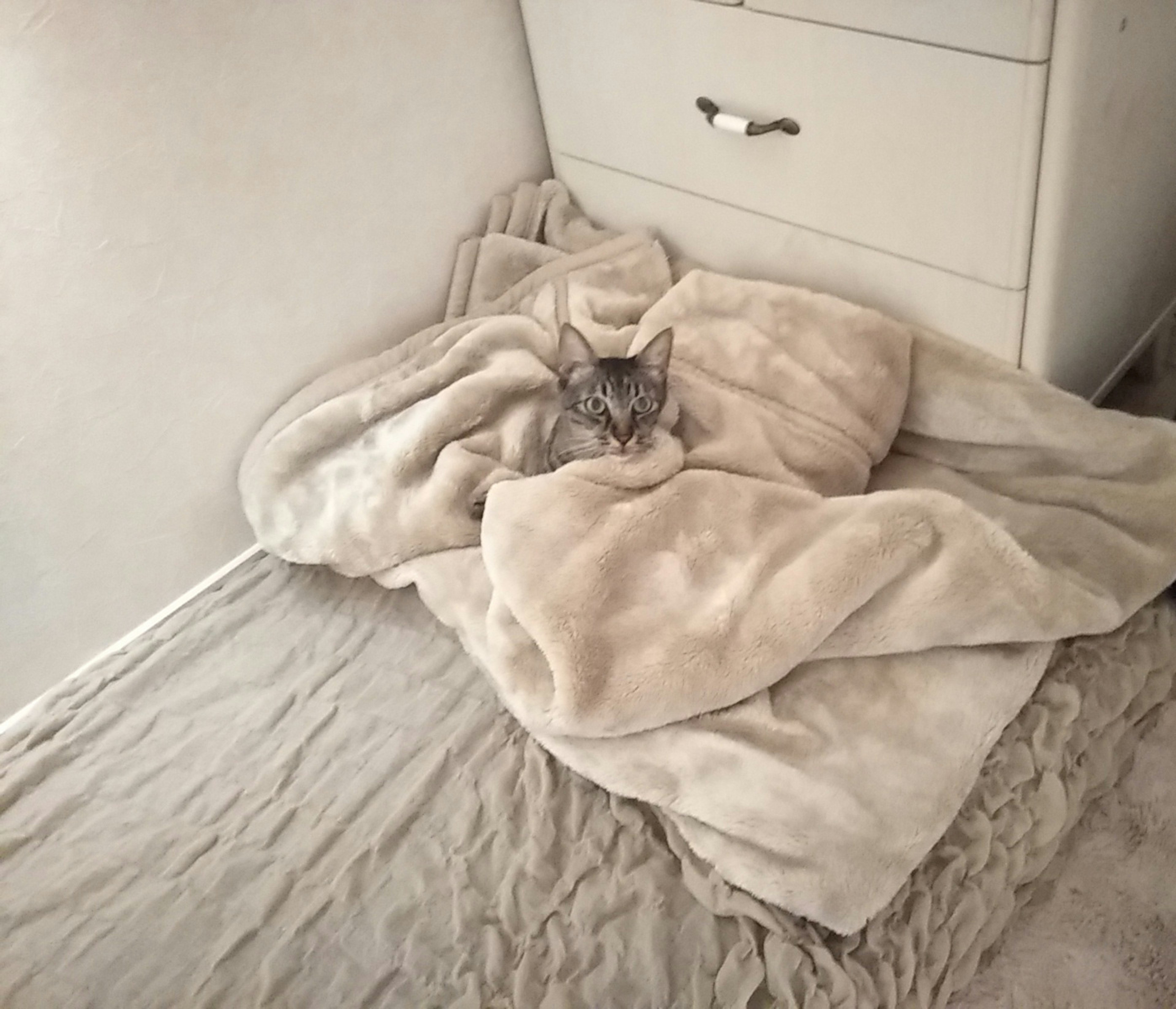 Eine Katze, die in einer weichen Decke auf einem Bett in einem gemütlichen Zimmer liegt