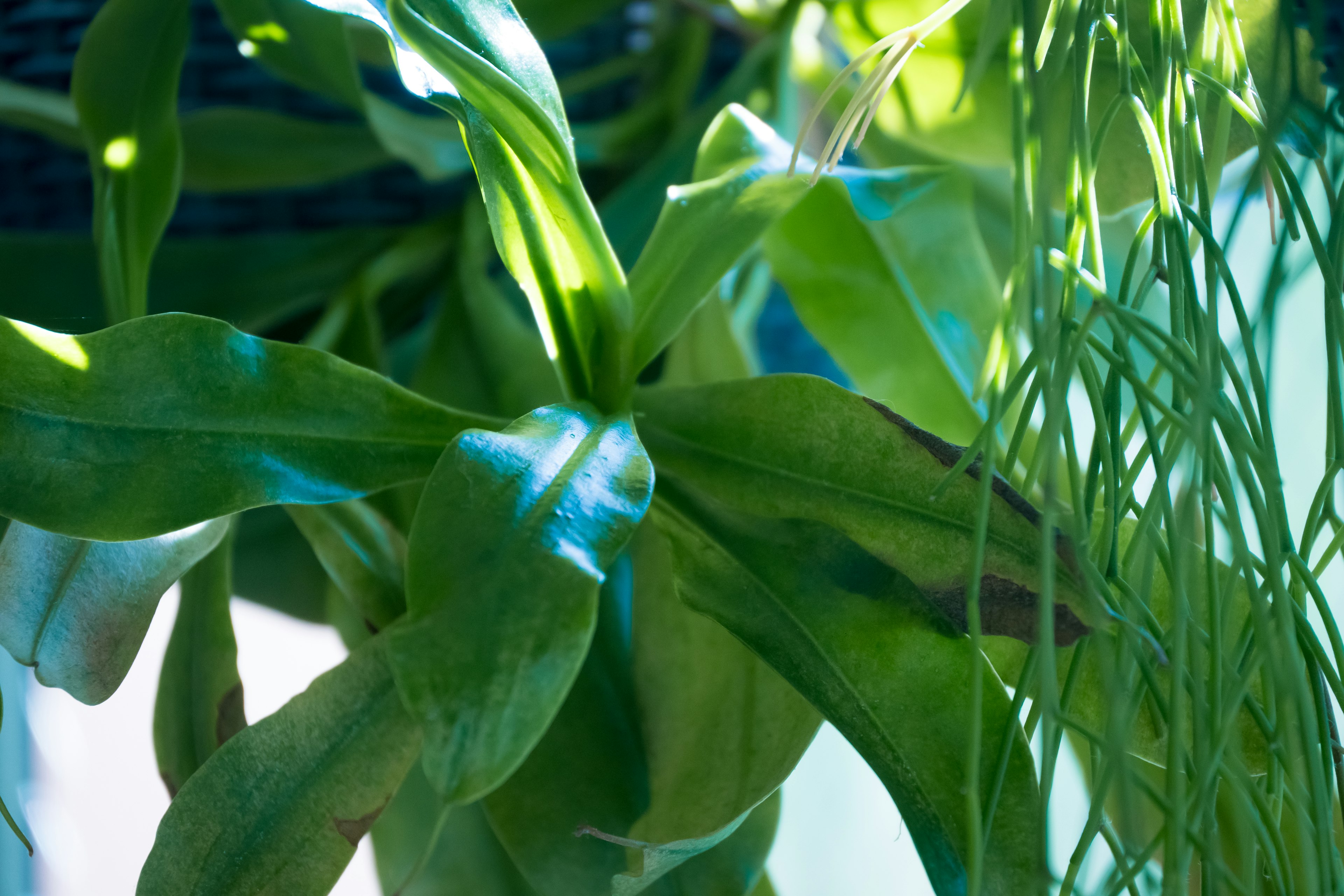 Close-up of a green plant with broad leaves reflecting light