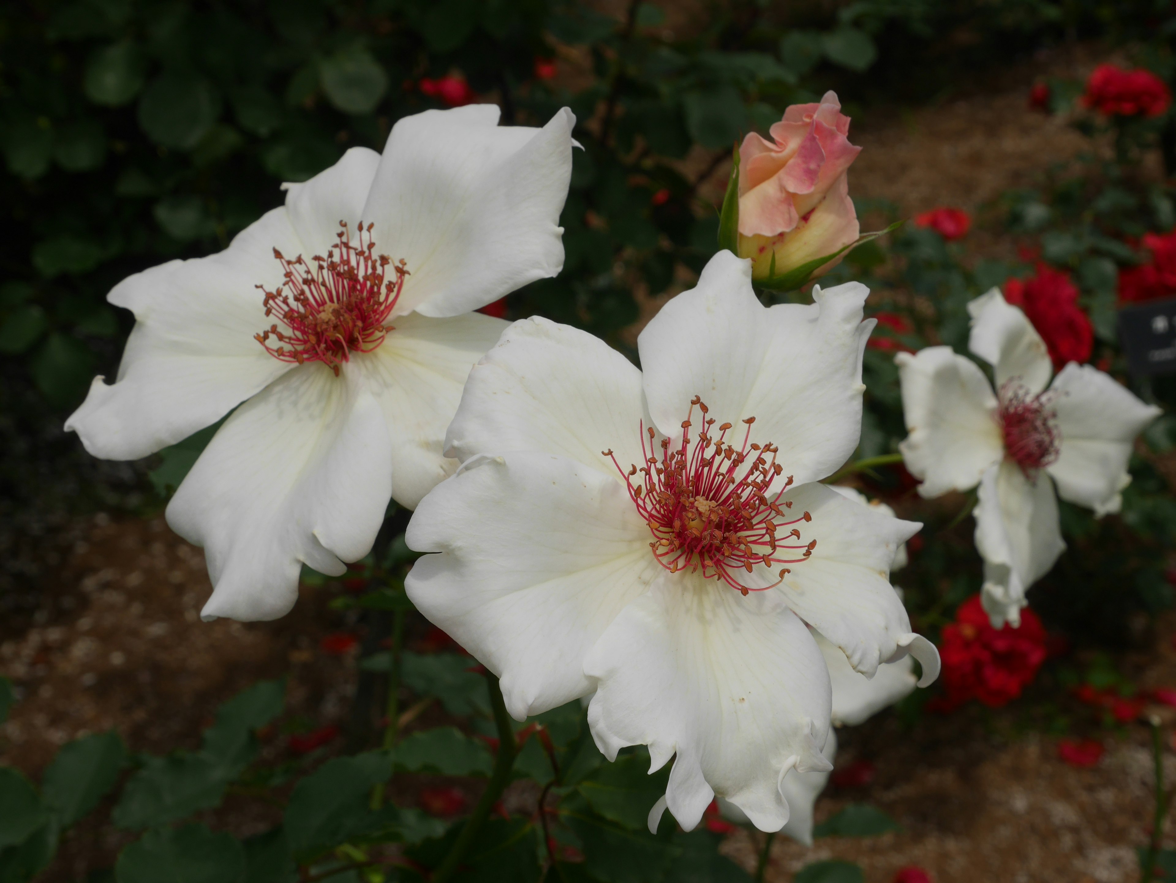 白いバラの花が咲いている庭の写真