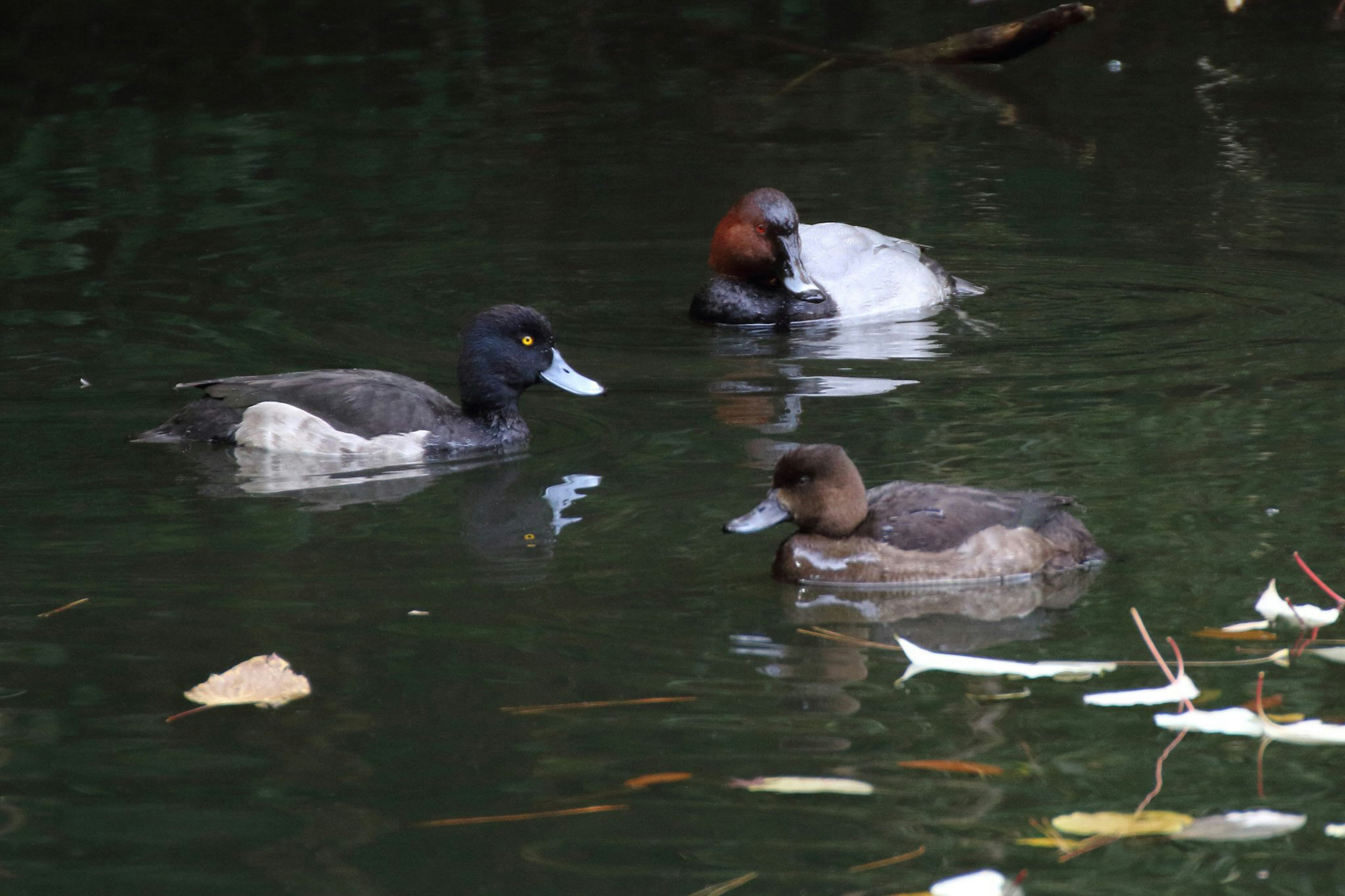 Grupo de tres patos flotando en la superficie del agua