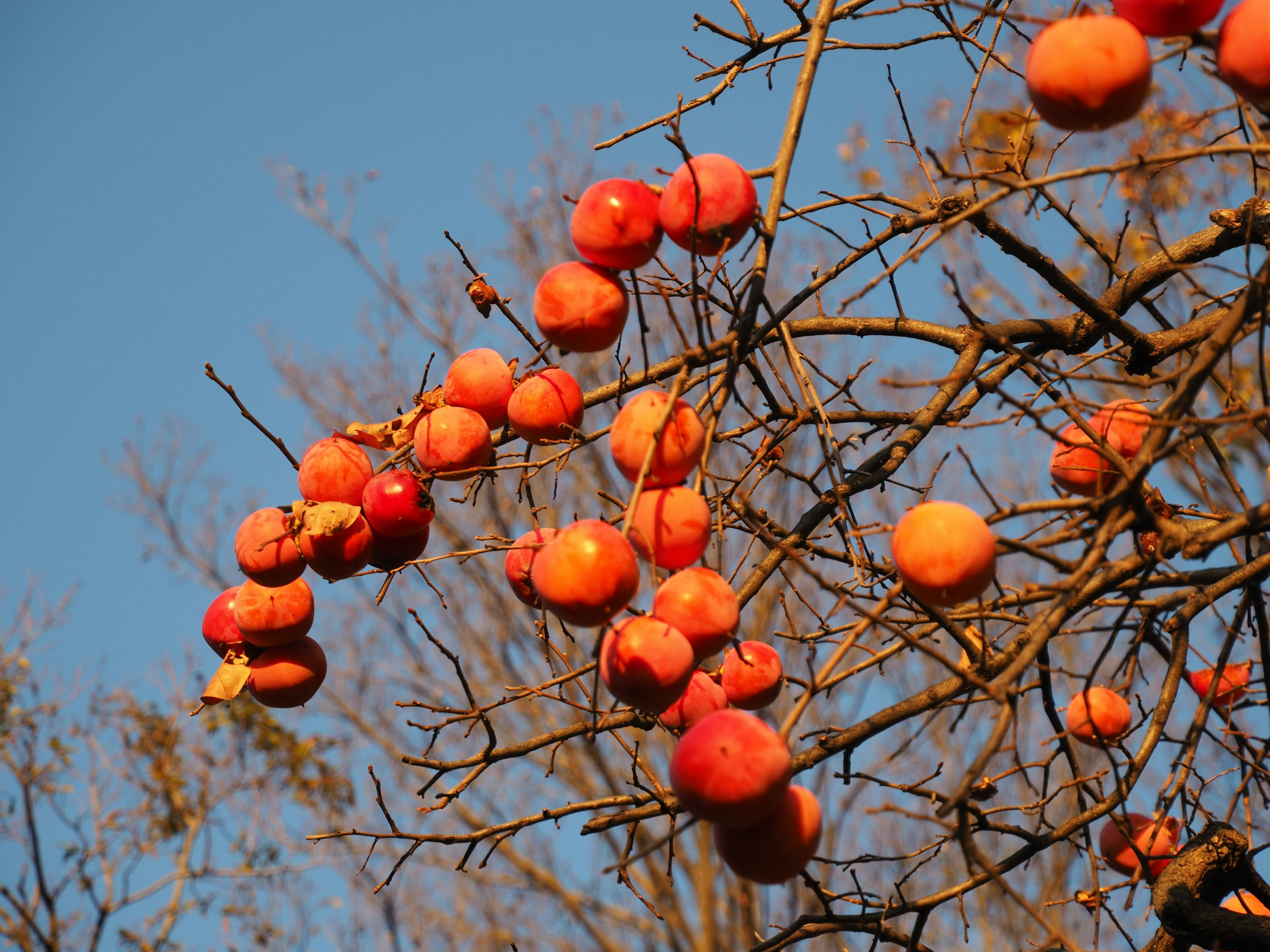 Nahaufnahme von orangefarbenen Persimmonen, die an einem Baumast vor blauem Himmel hängen