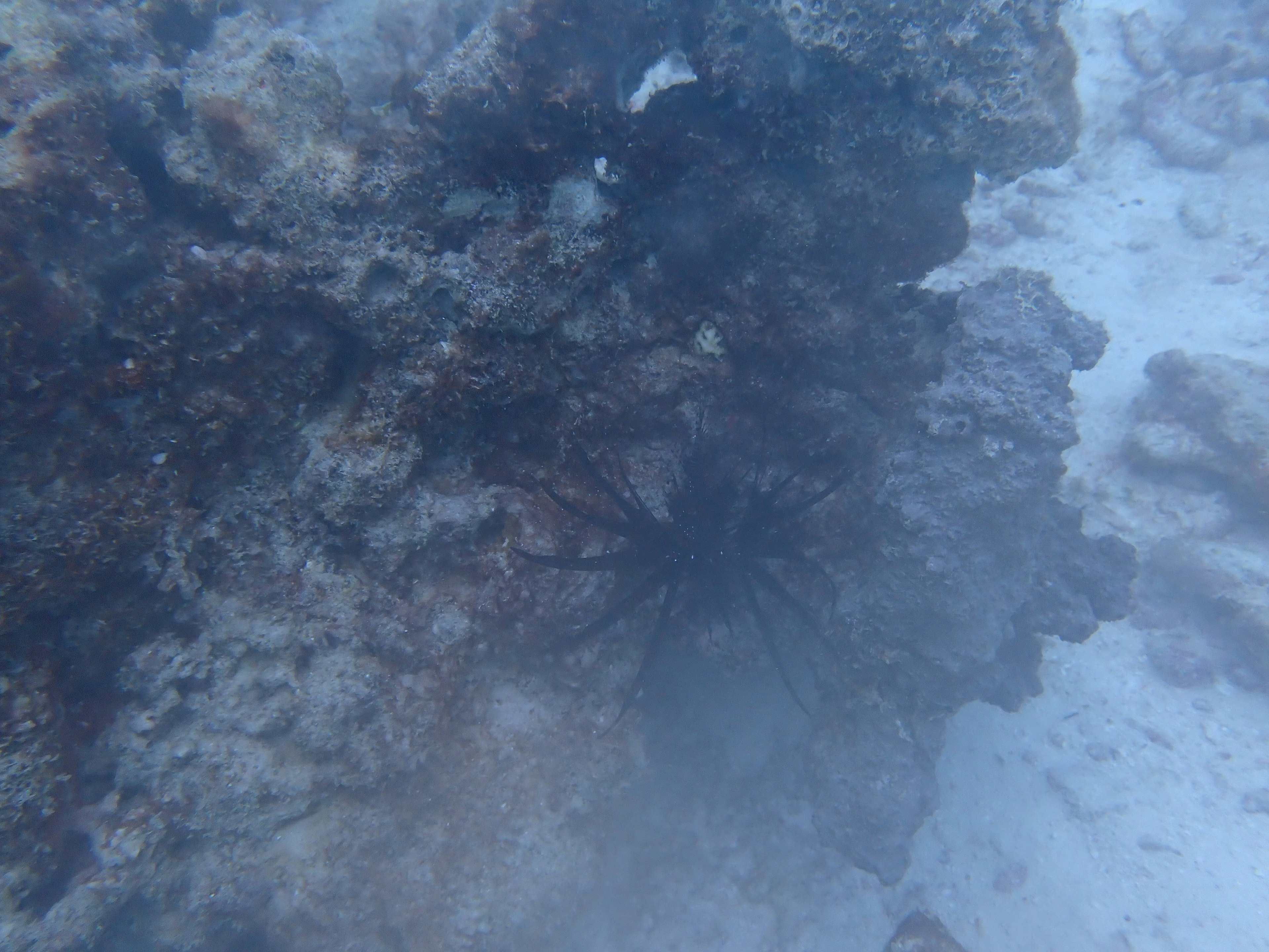 Creatura marina di colore scuro vicino al fondale roccioso