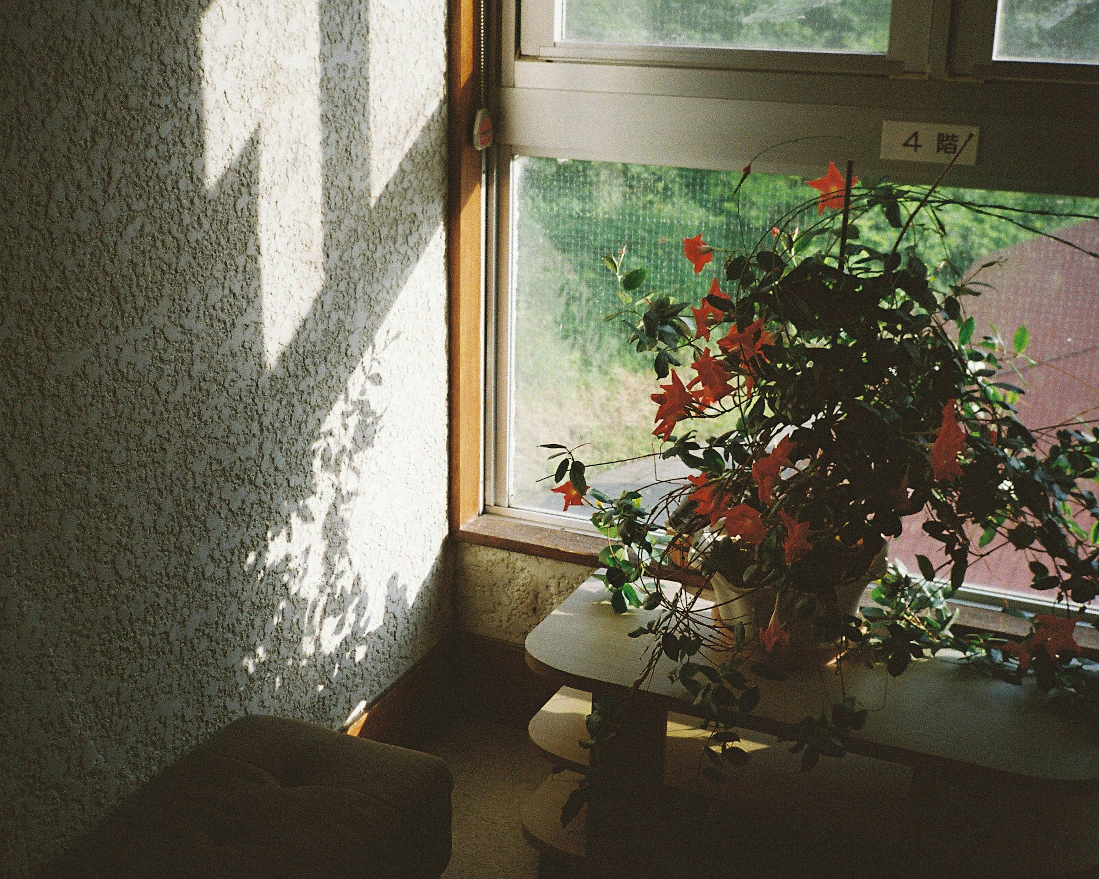 A corner of a room featuring a potted plant by a bright window with shadow patterns