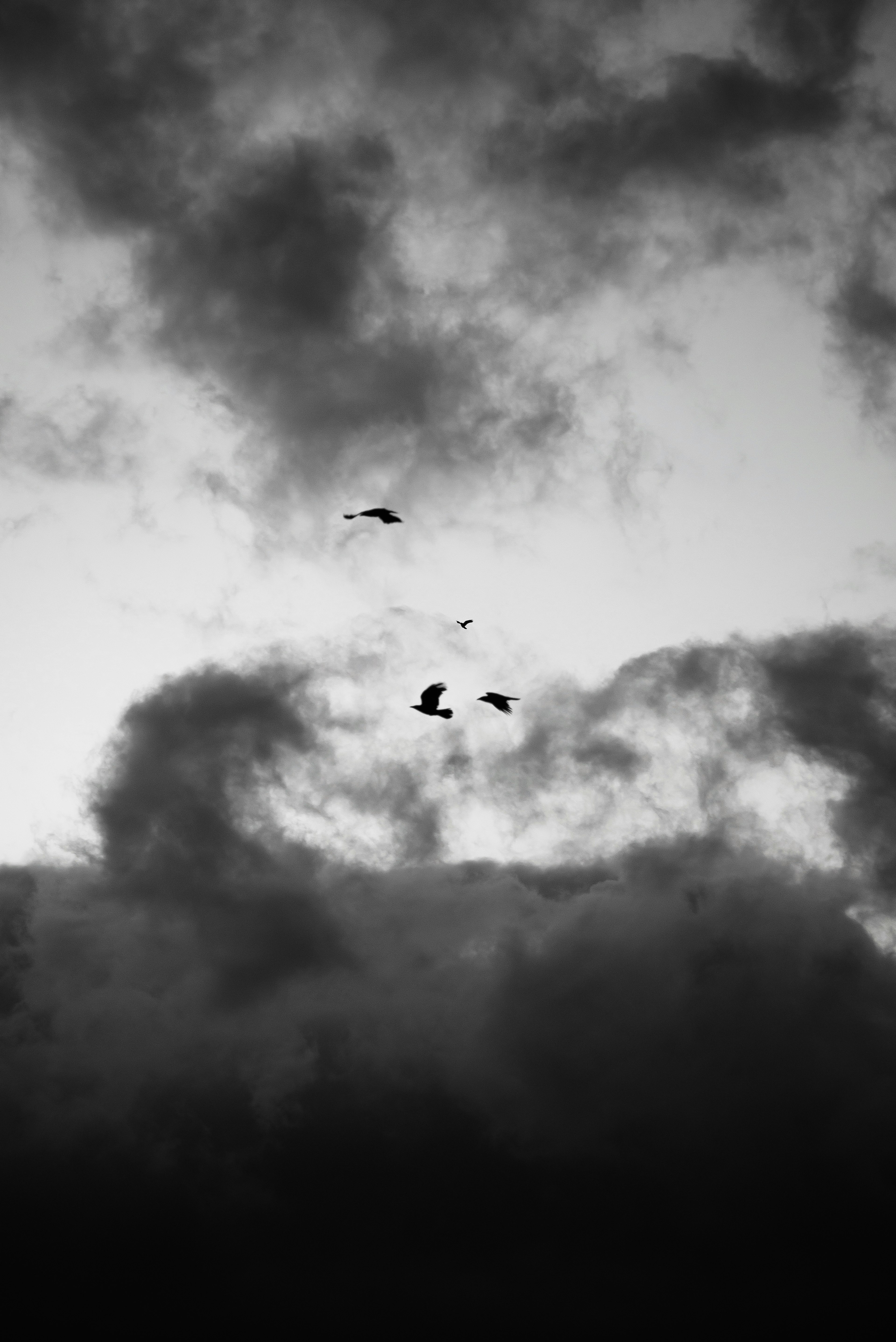 Siluetas de aves volando contra un cielo en blanco y negro