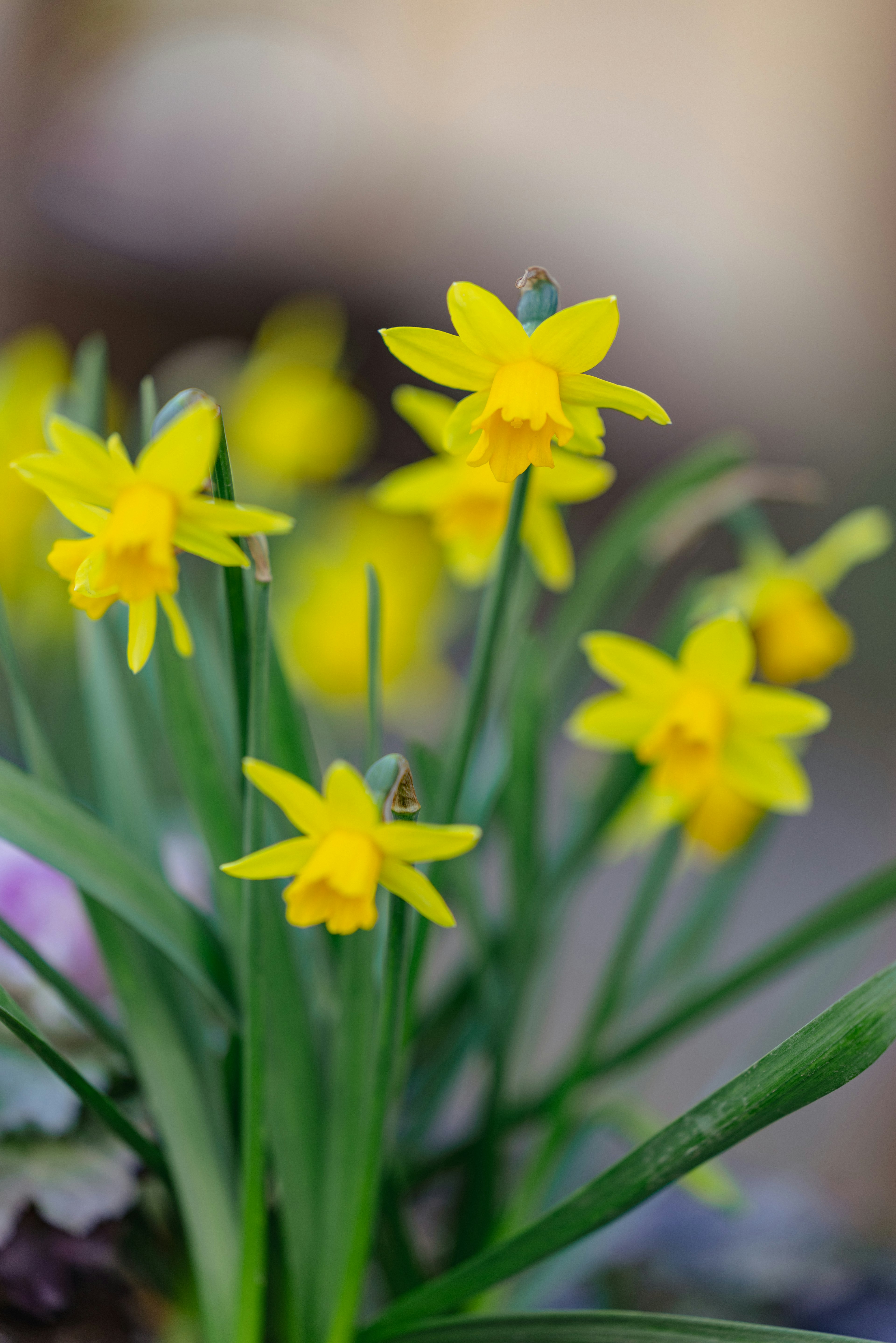 黄色の水仙の花が咲いている様子