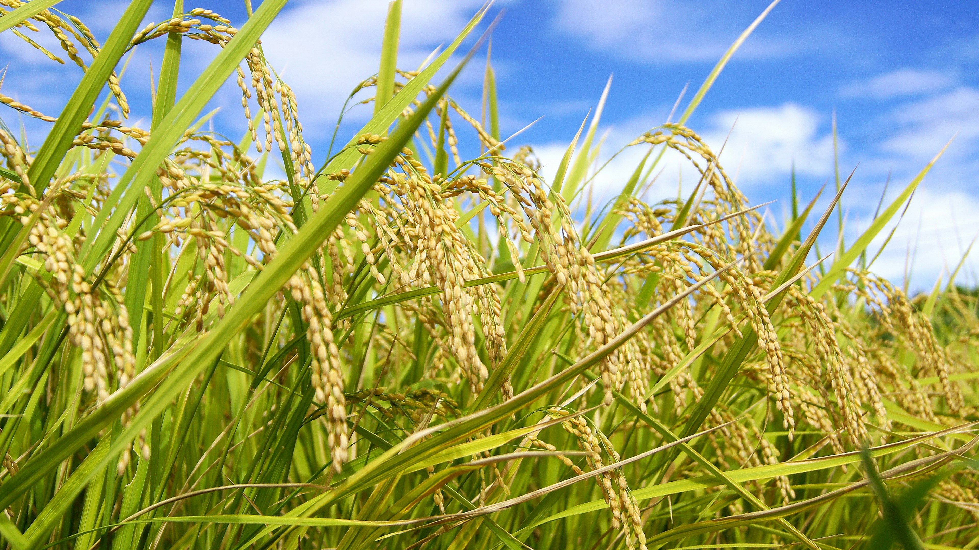 Golden rice stalks swaying in the wind under a blue sky