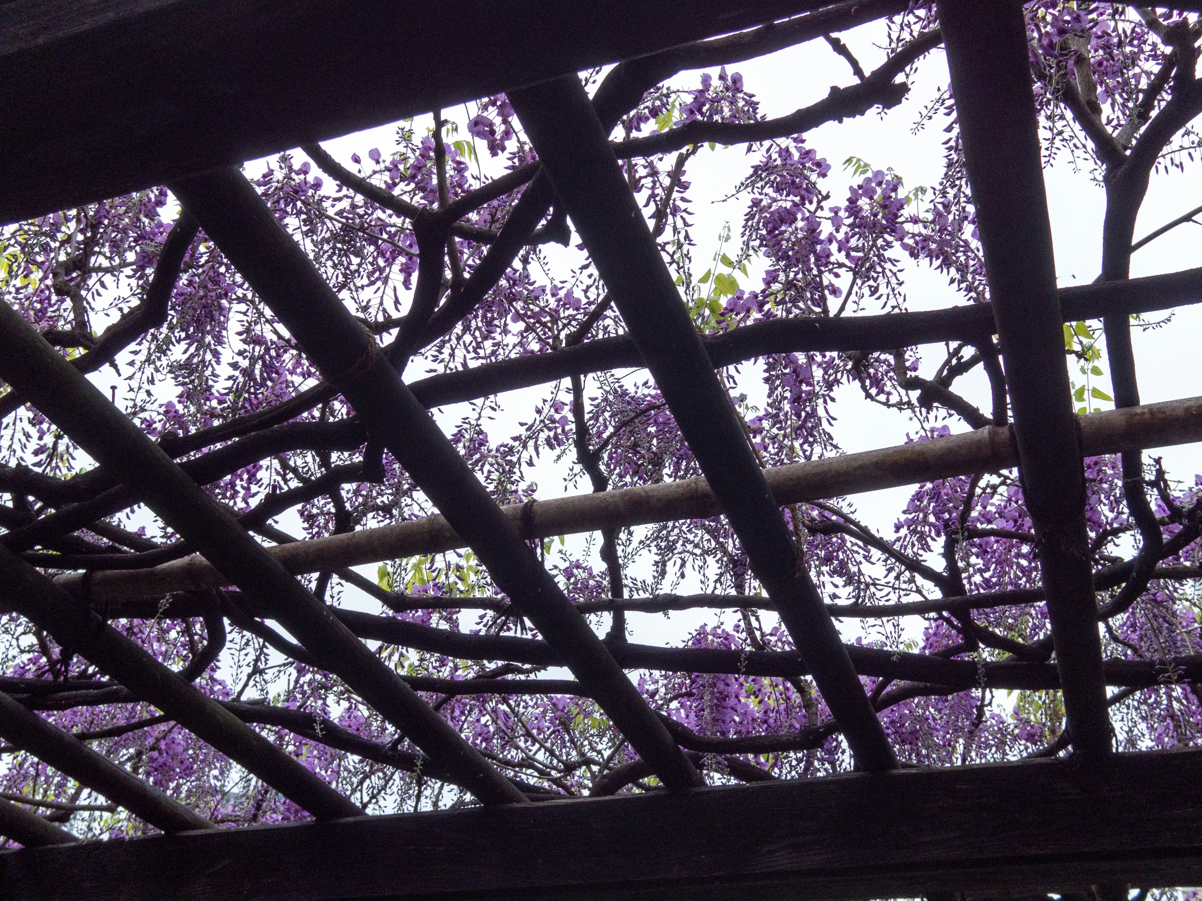 Vue depuis dessous une structure en bois avec des fleurs de glycine violettes