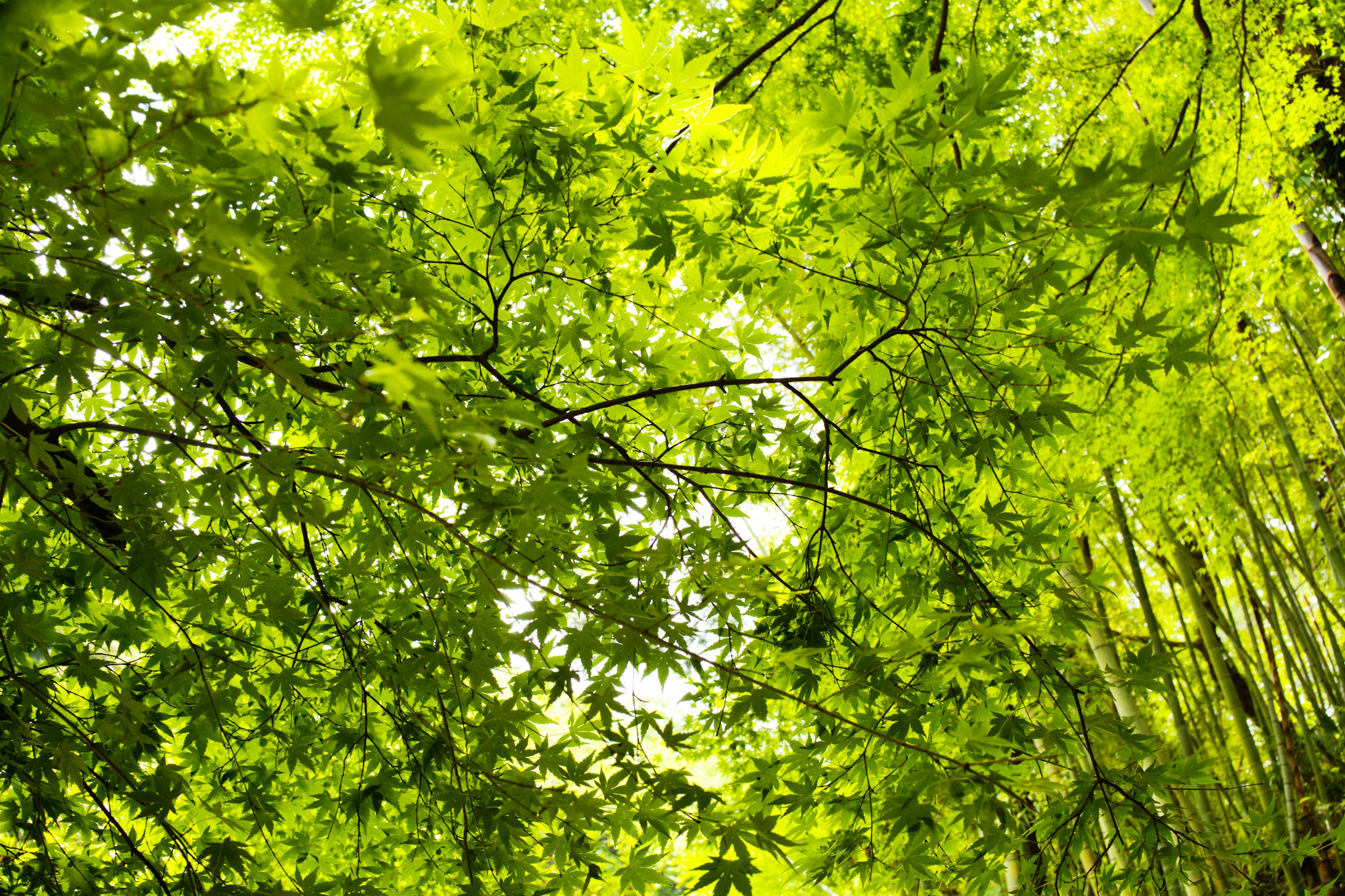 A view looking up at trees covered in vibrant green leaves