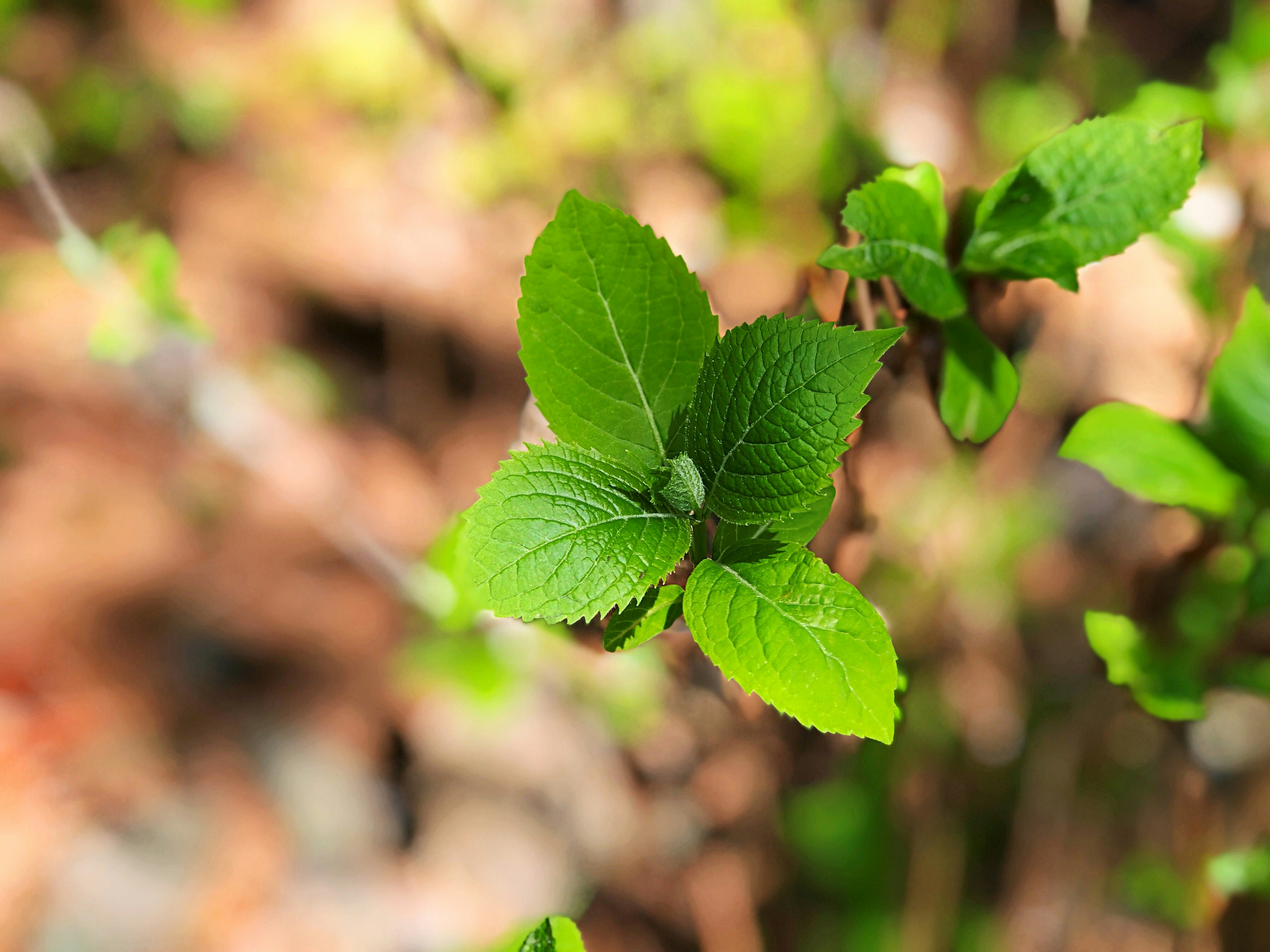 Gros plan sur des feuilles vertes vibrantes d'une plante