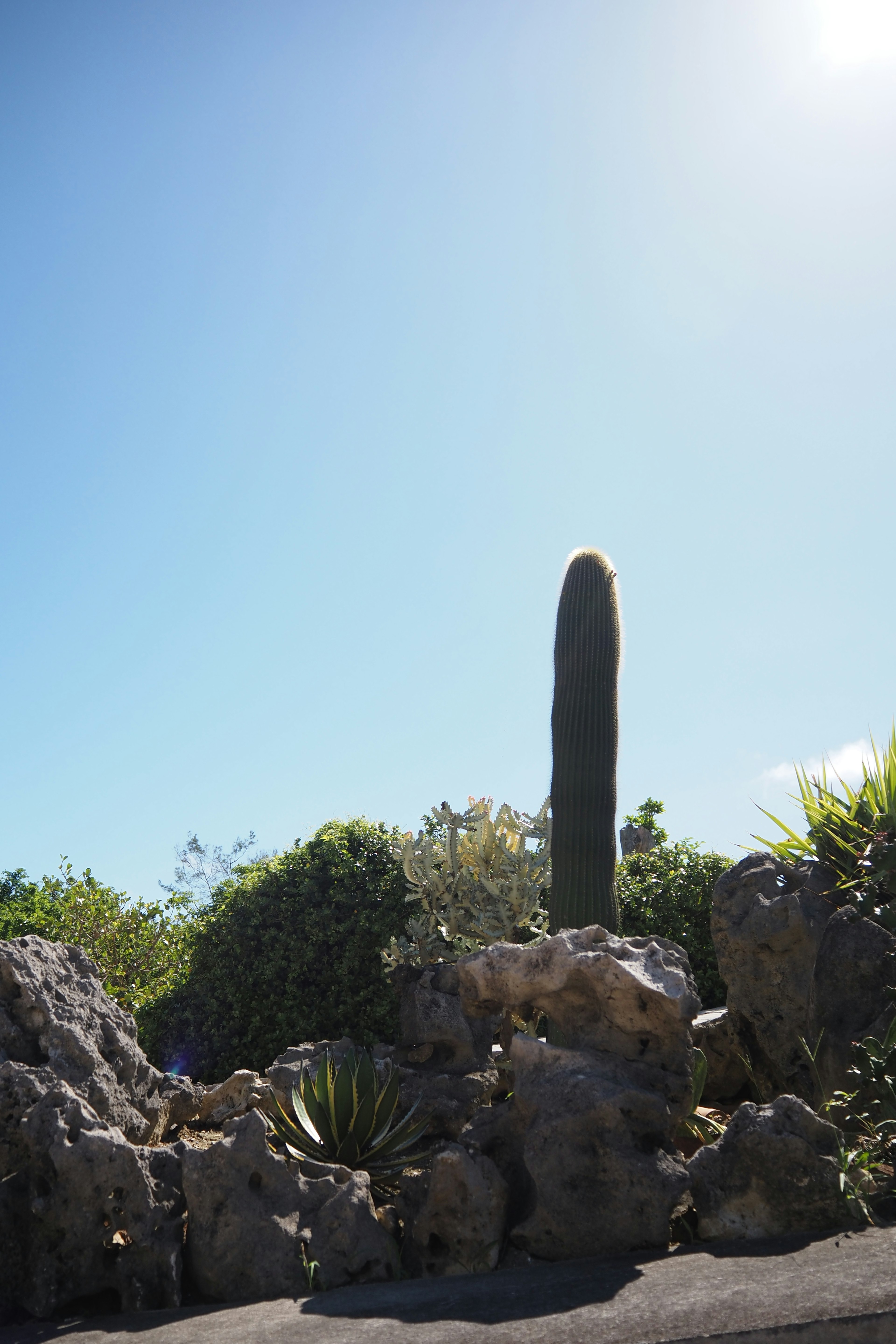 A tall cactus standing amidst rocks under a clear blue sky