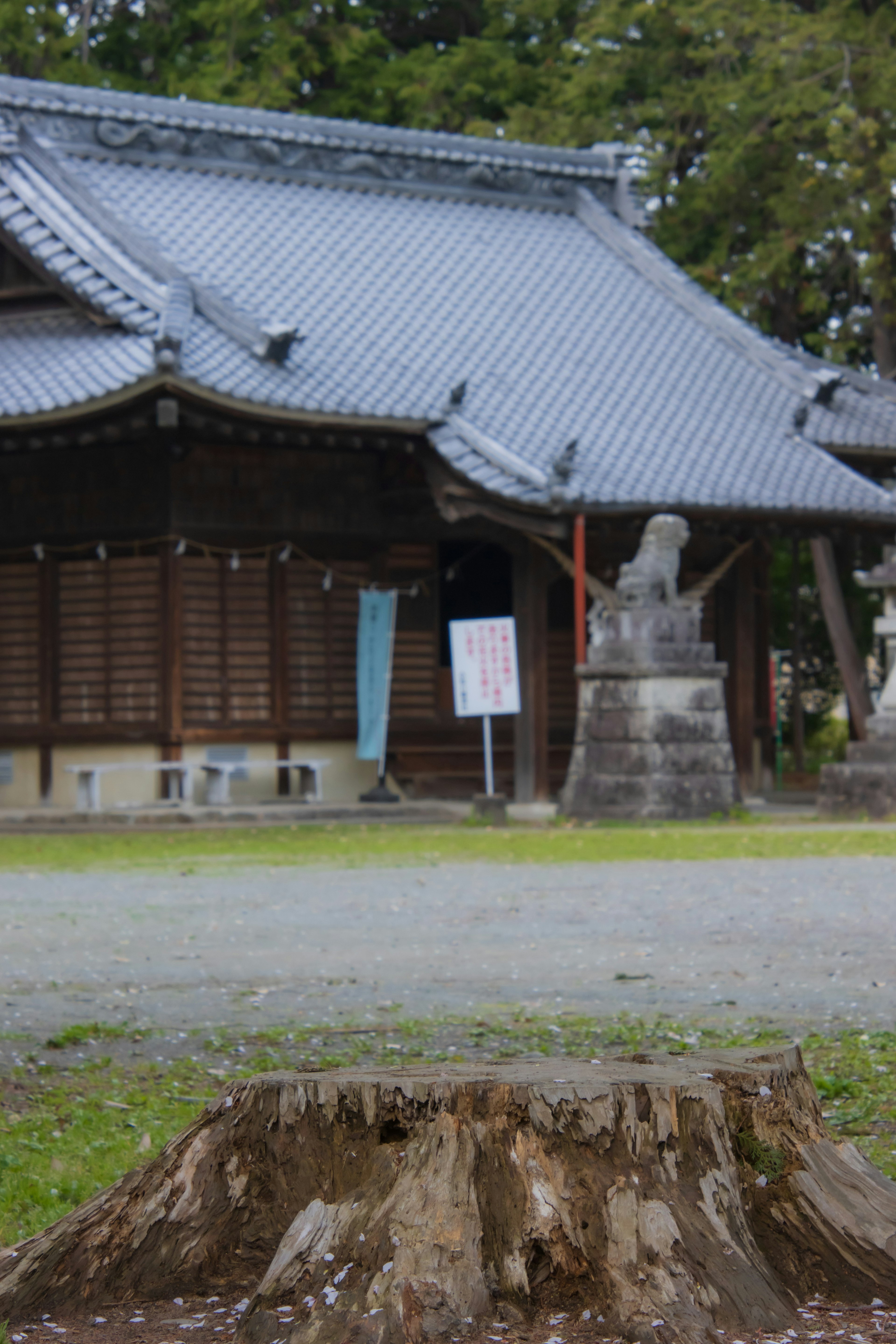 Tree stump in front of a traditional temple building with a tiled roof