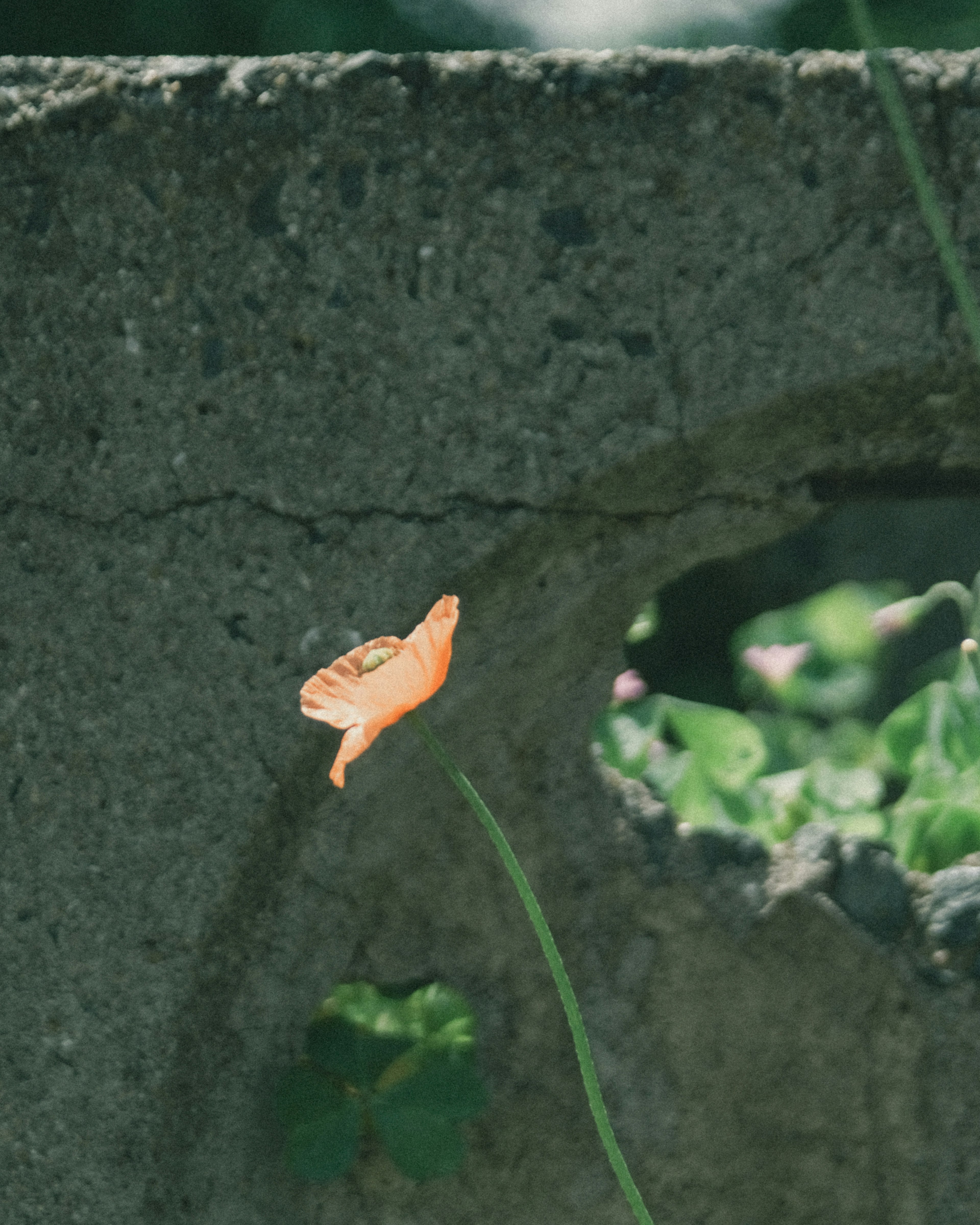 An orange butterfly perched near a concrete wall