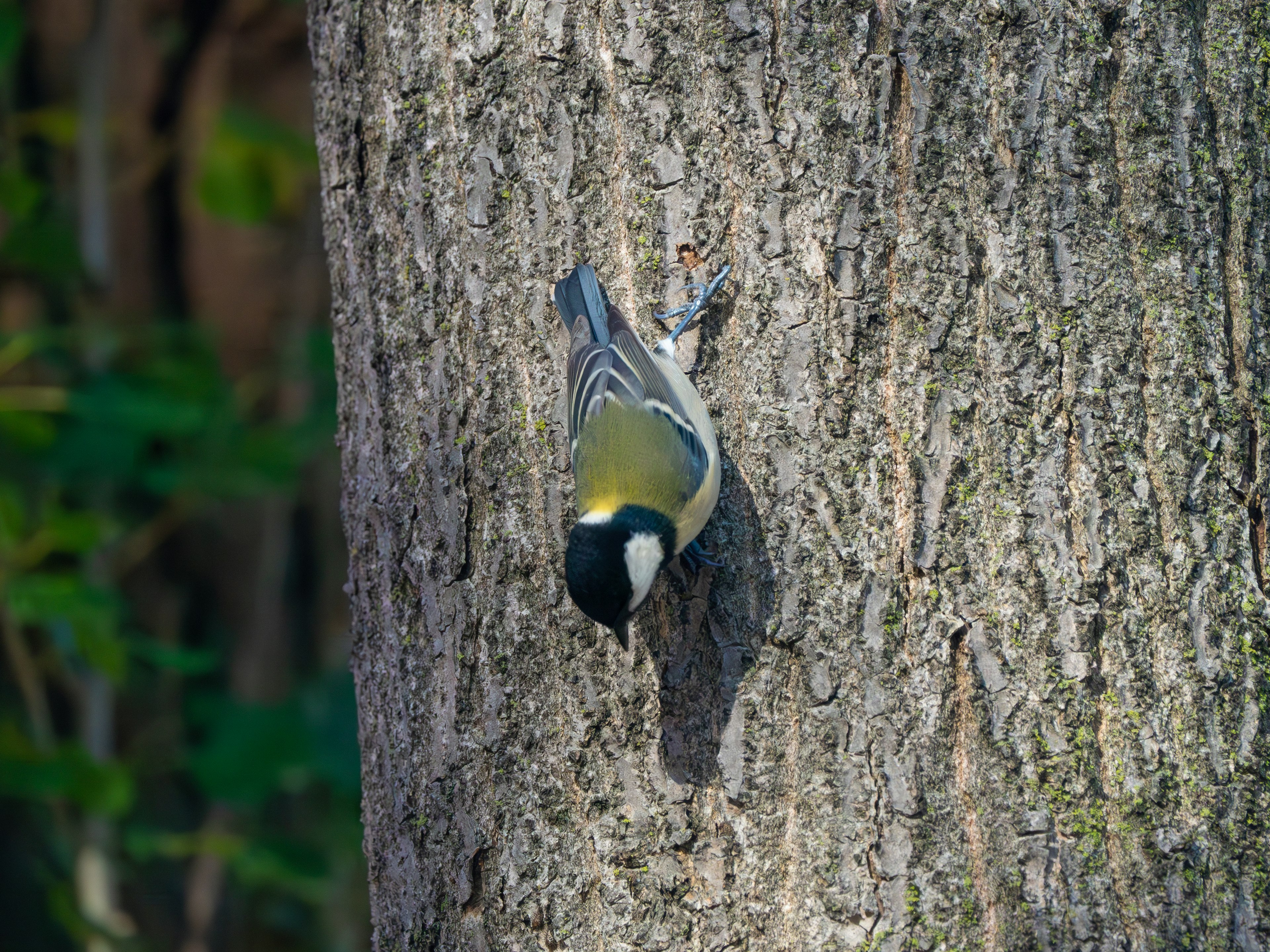 Vogel, der an einem Baumstamm hängt