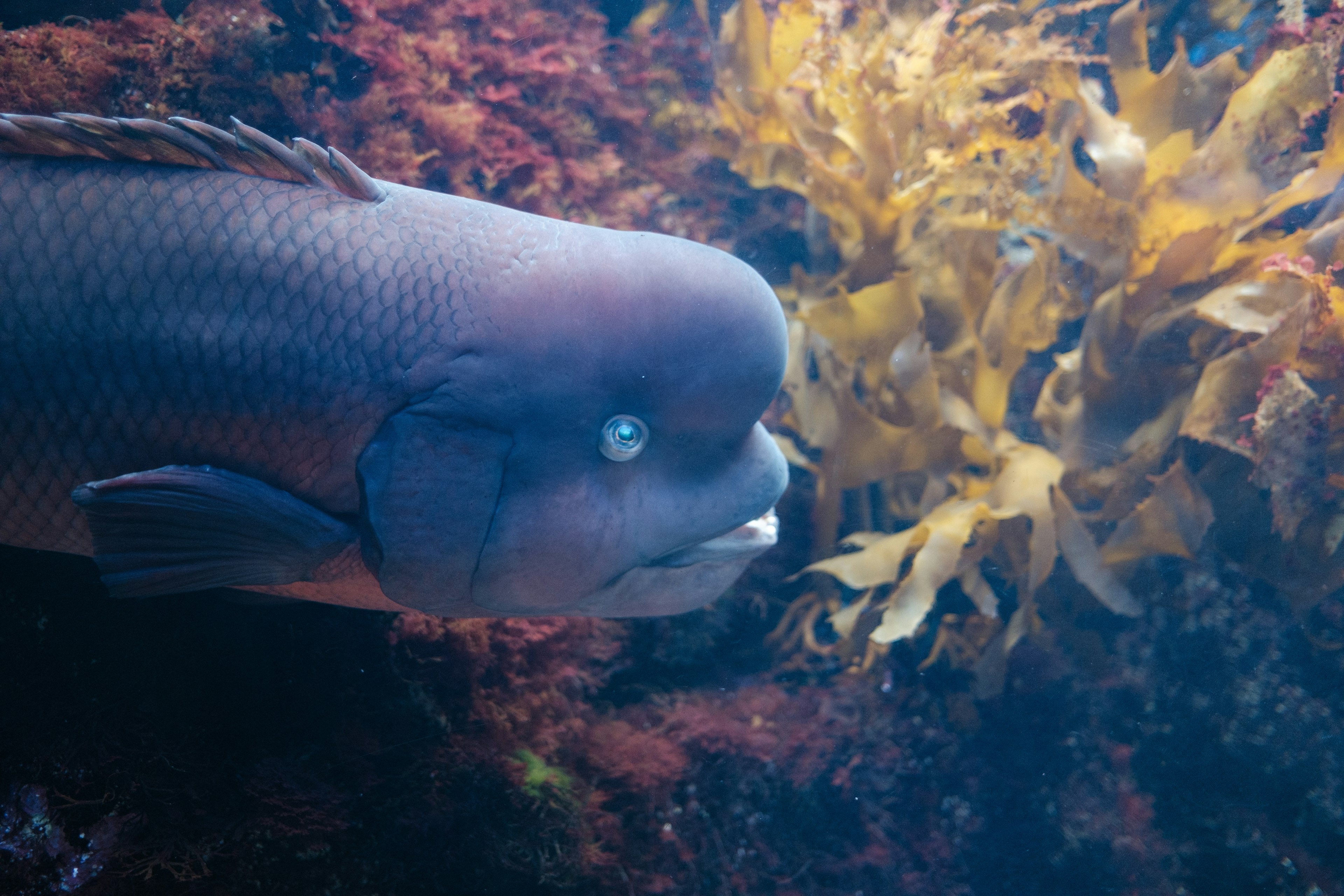 水中の魚と海藻の近接写真