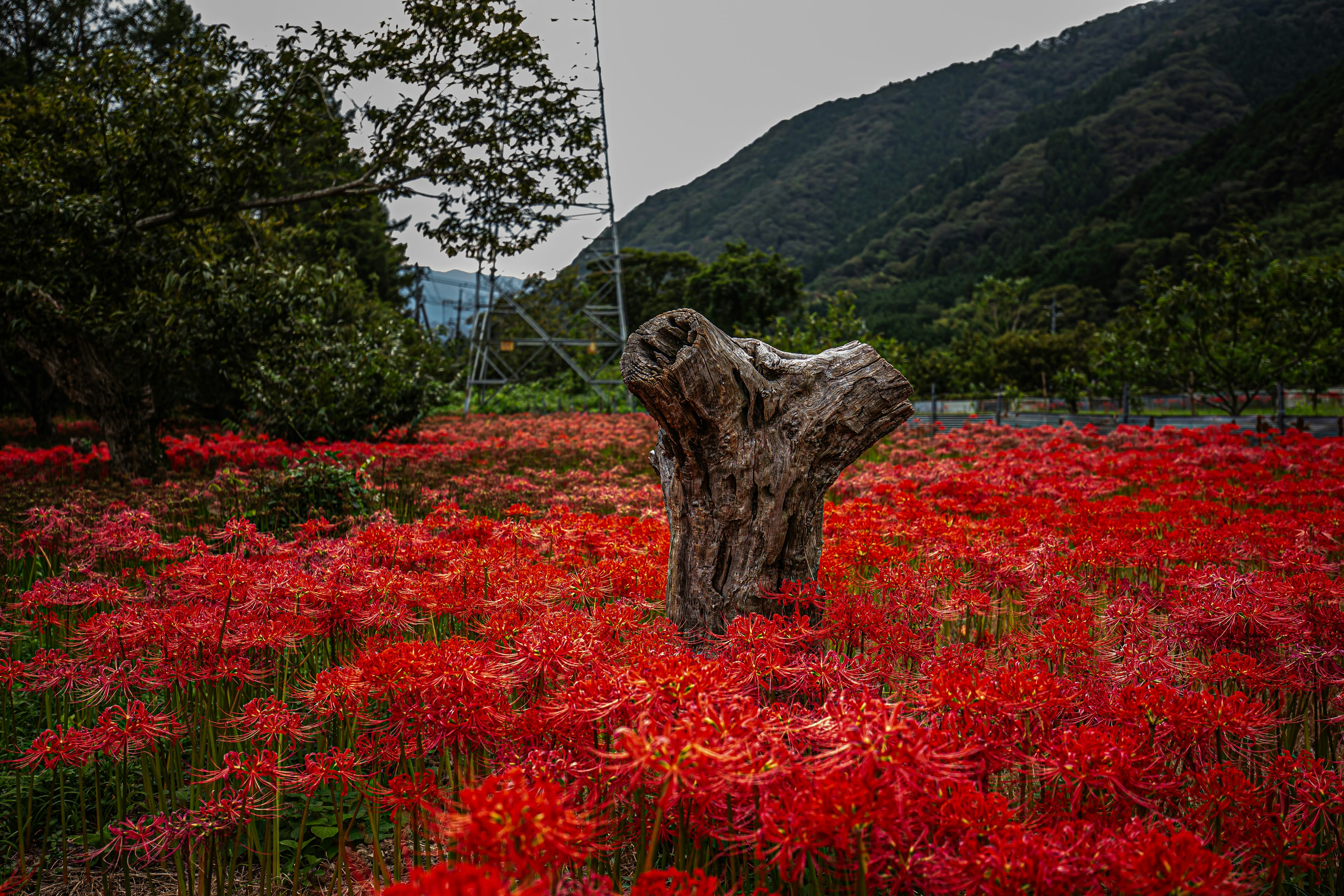 一棵樹樁被鮮豔的紅花環繞，背景是山脈