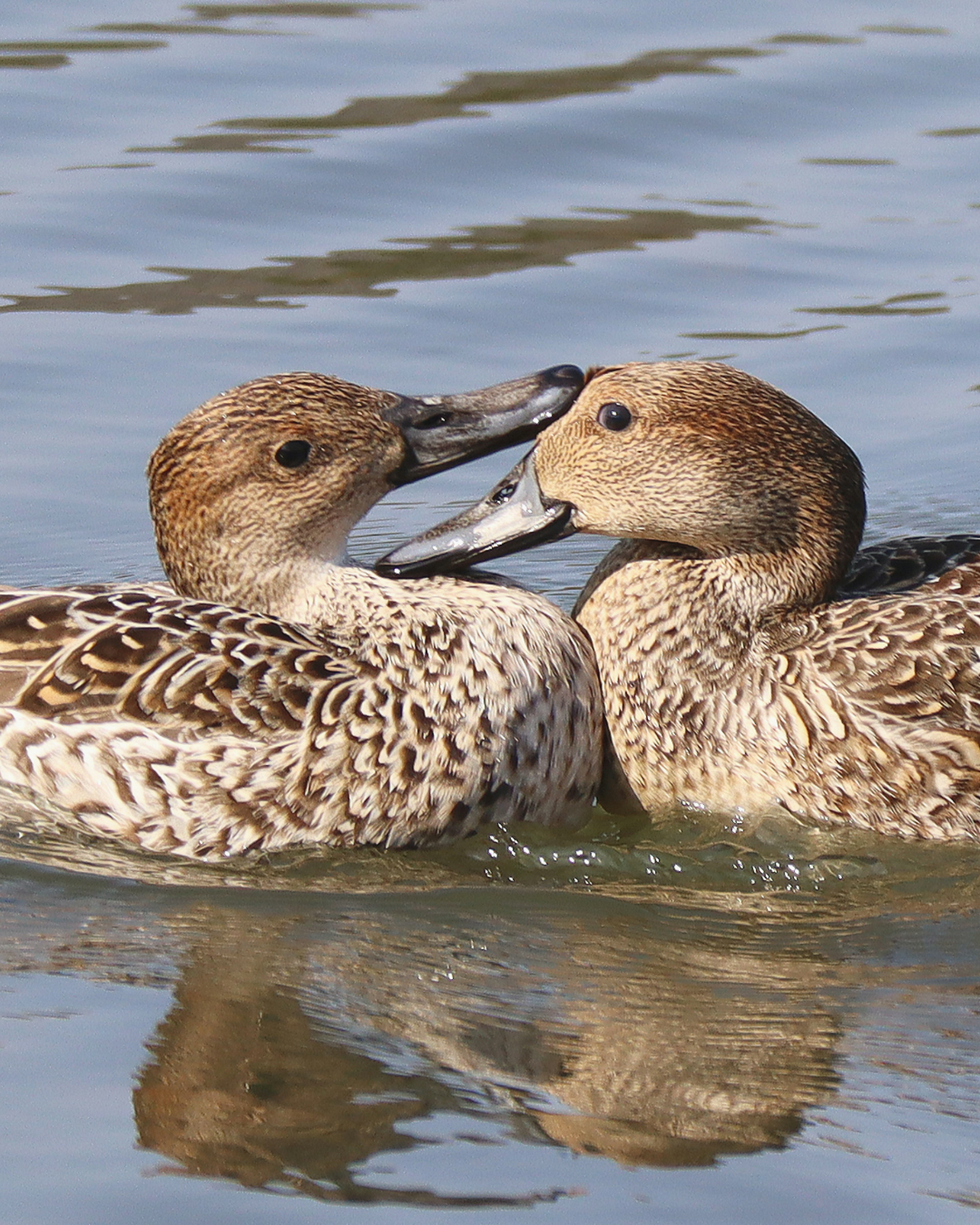 Deux canards interagissant joyeusement sur l'eau montrant leur comportement affectueux