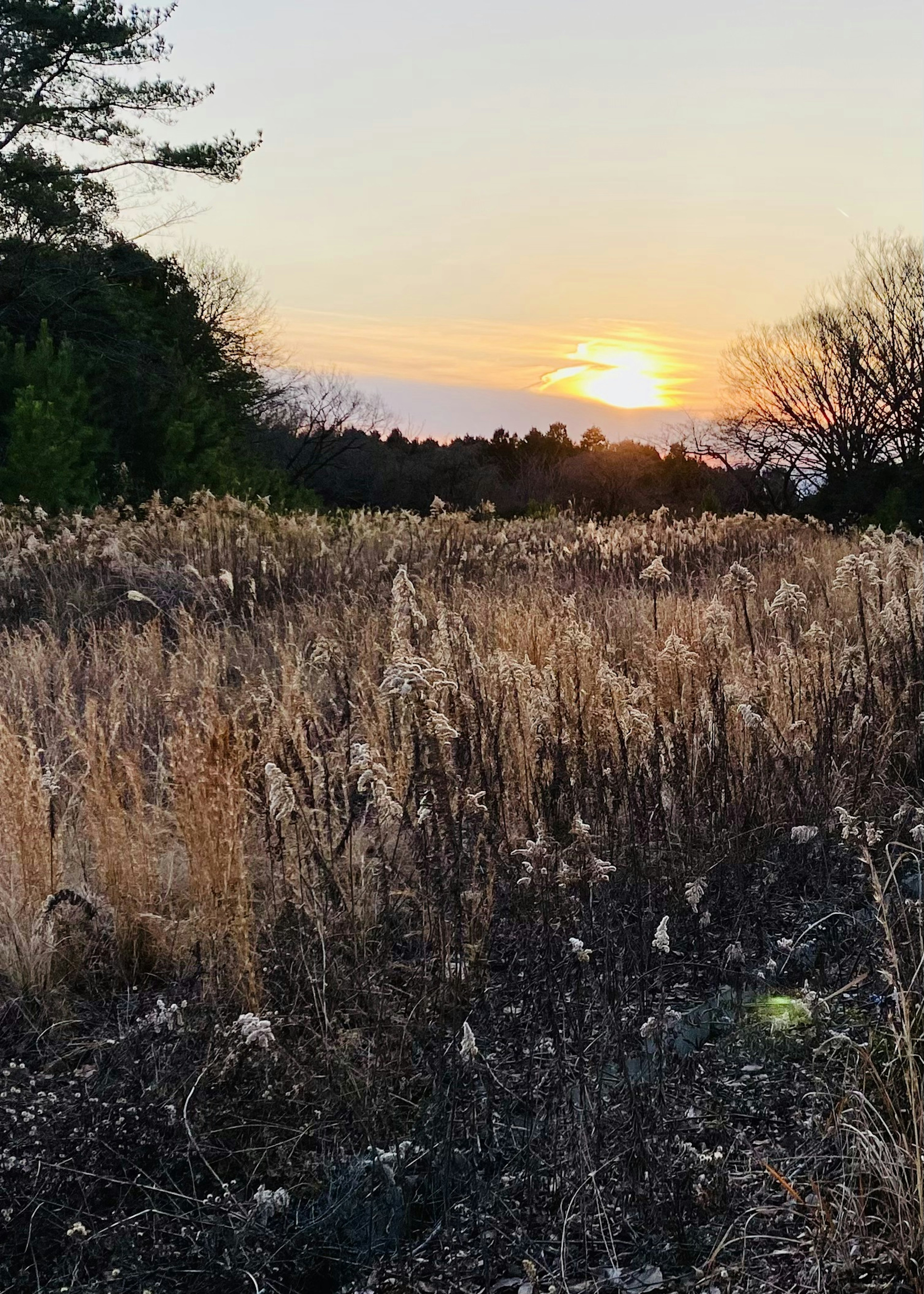 夕日が沈む草原の風景、乾燥した草と木々が見える