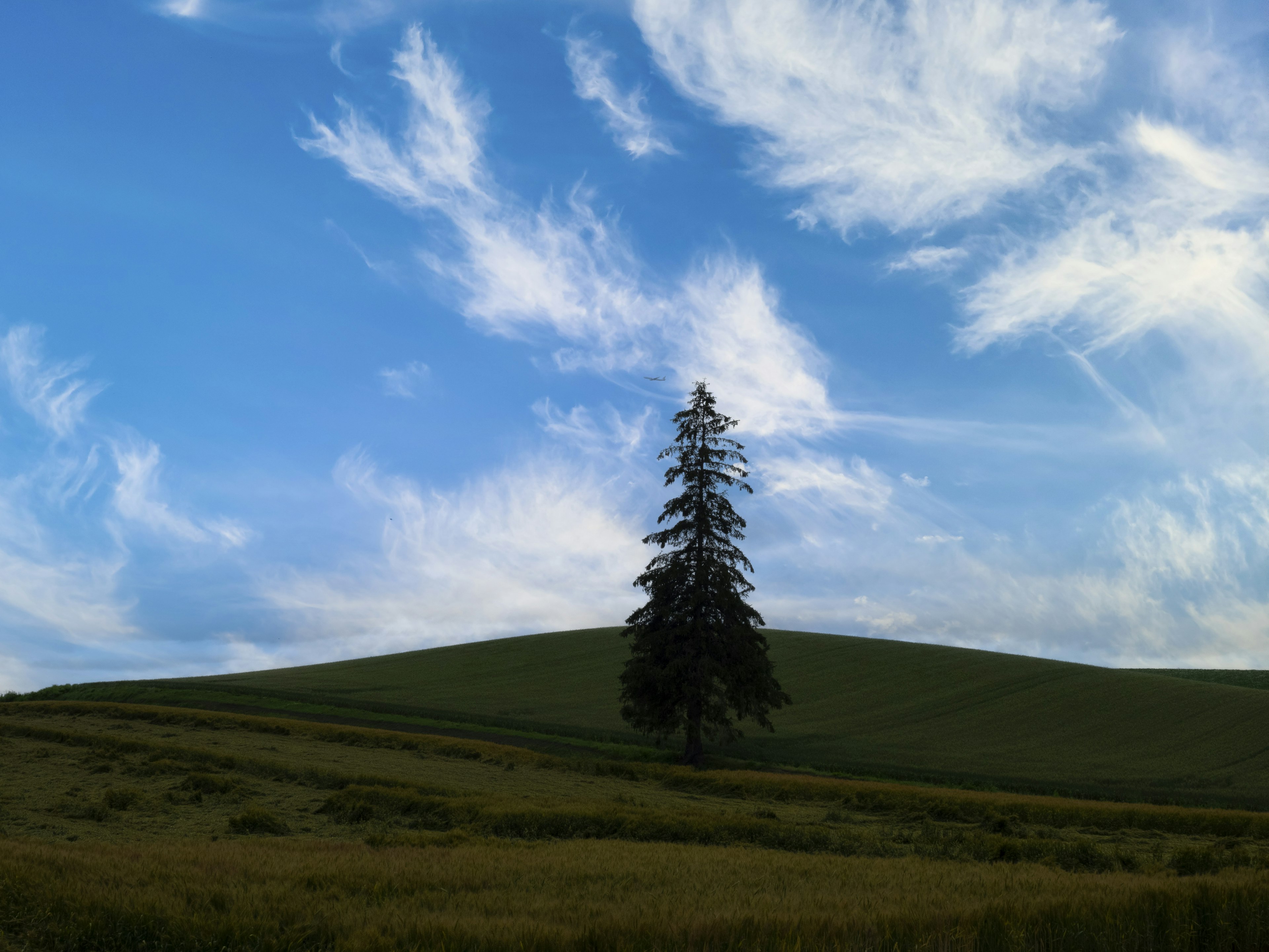 A single tree standing on a green hill under a blue sky