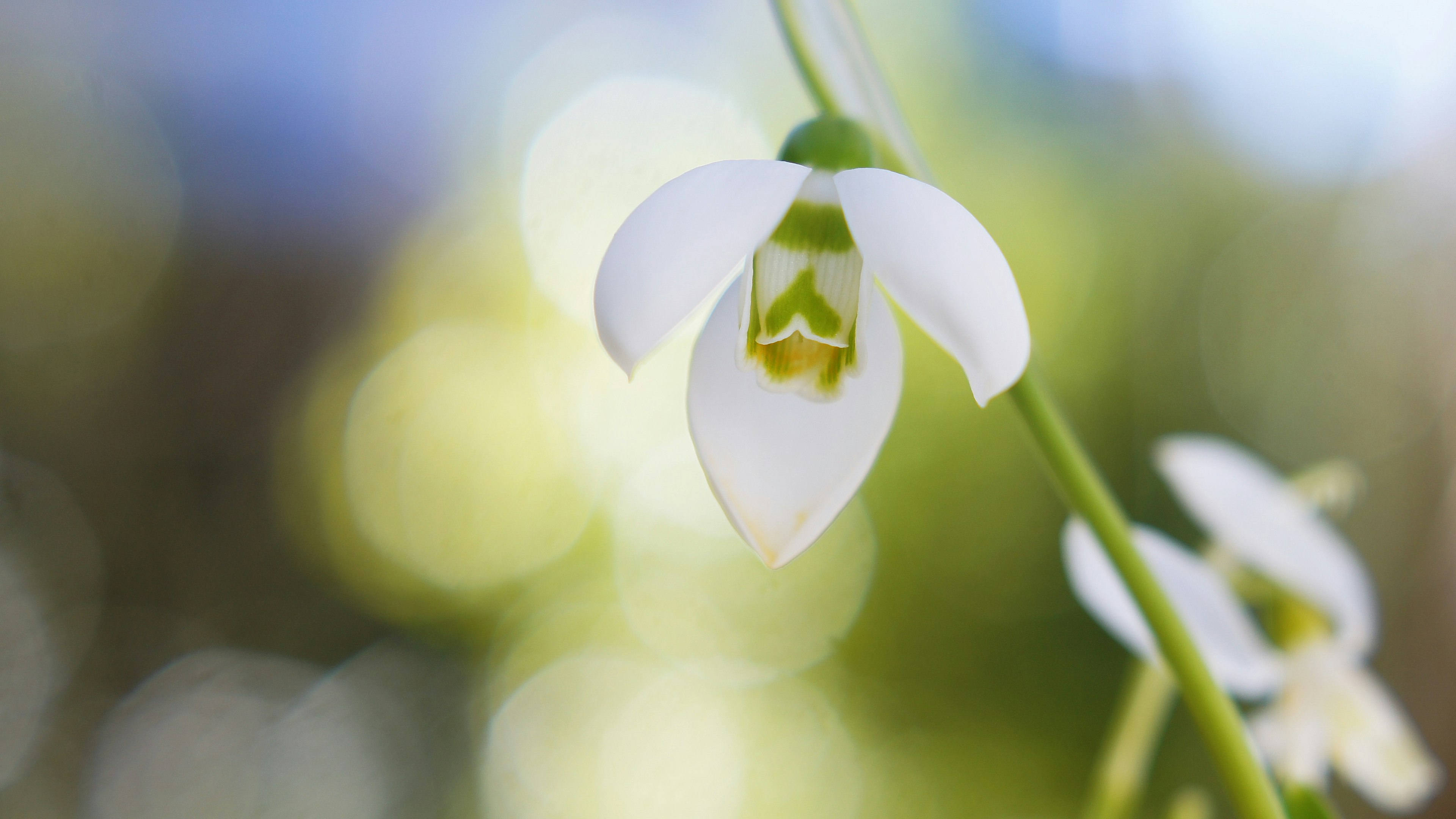 Un fiore di bucaneve bianco in evidenza su uno sfondo sfocato