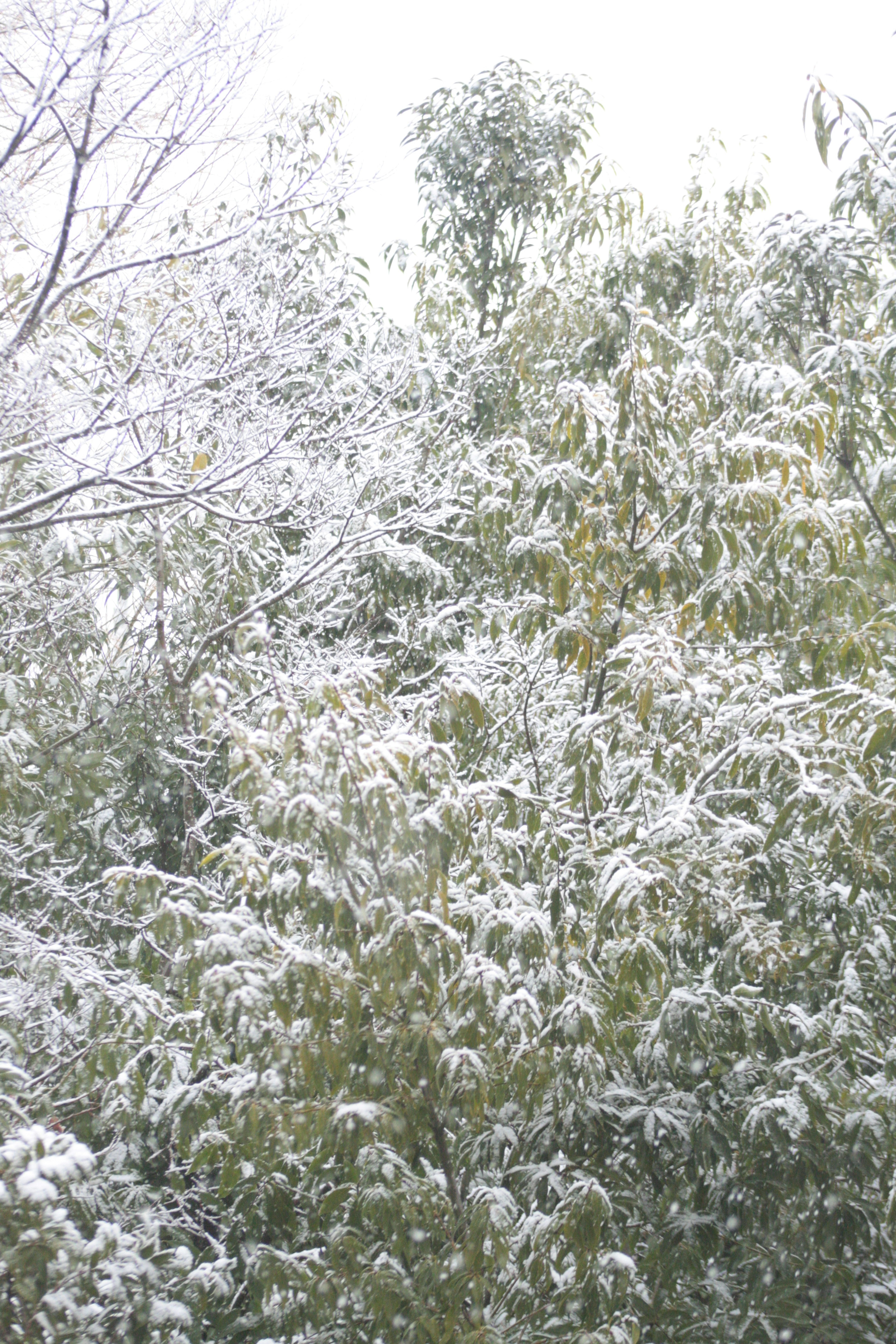 Landschaft von Bäumen, die mit Schnee bedeckt sind