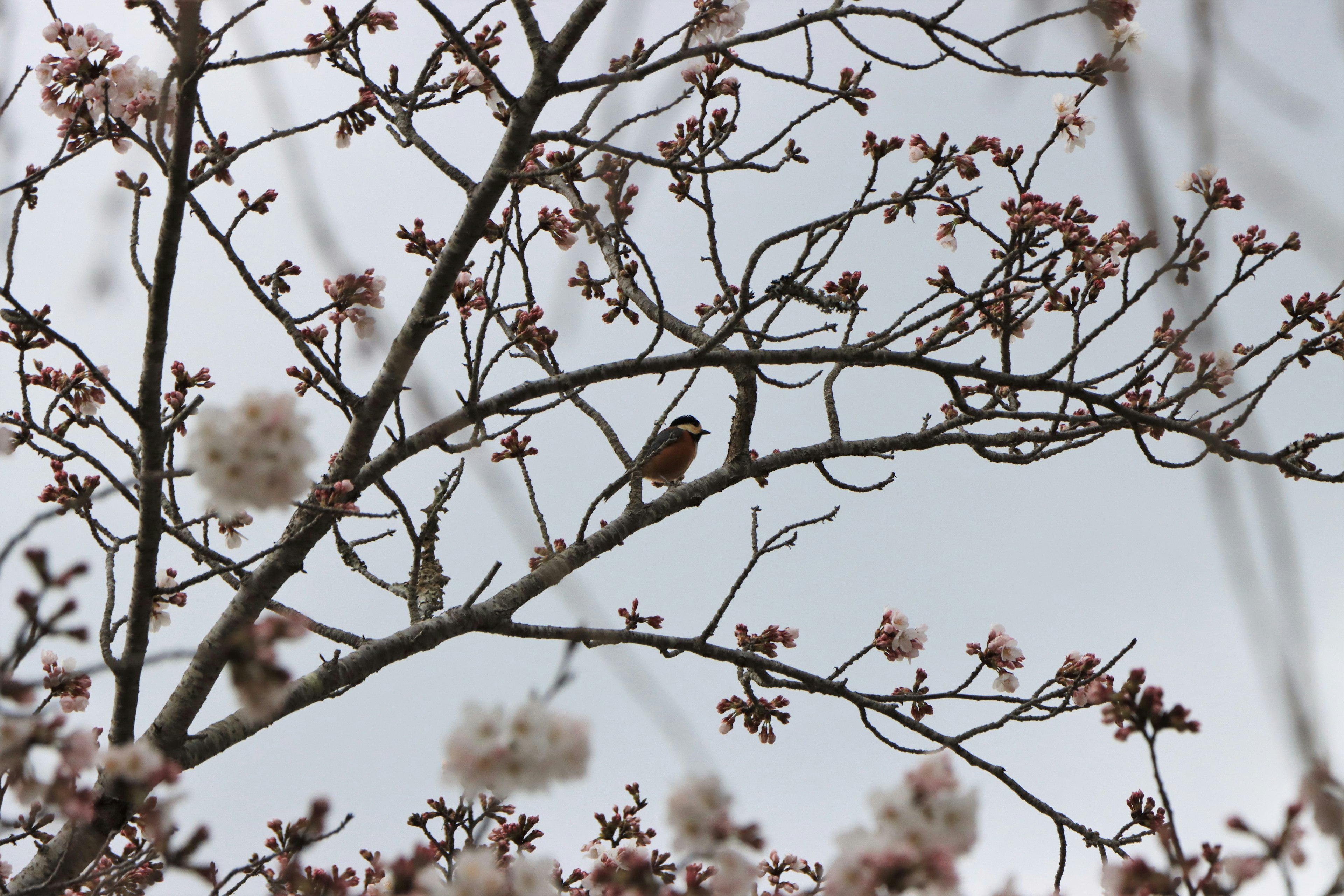 Ein Vogel sitzt auf einem Ast mit blühenden Kirschblüten unter einem bewölkten Himmel