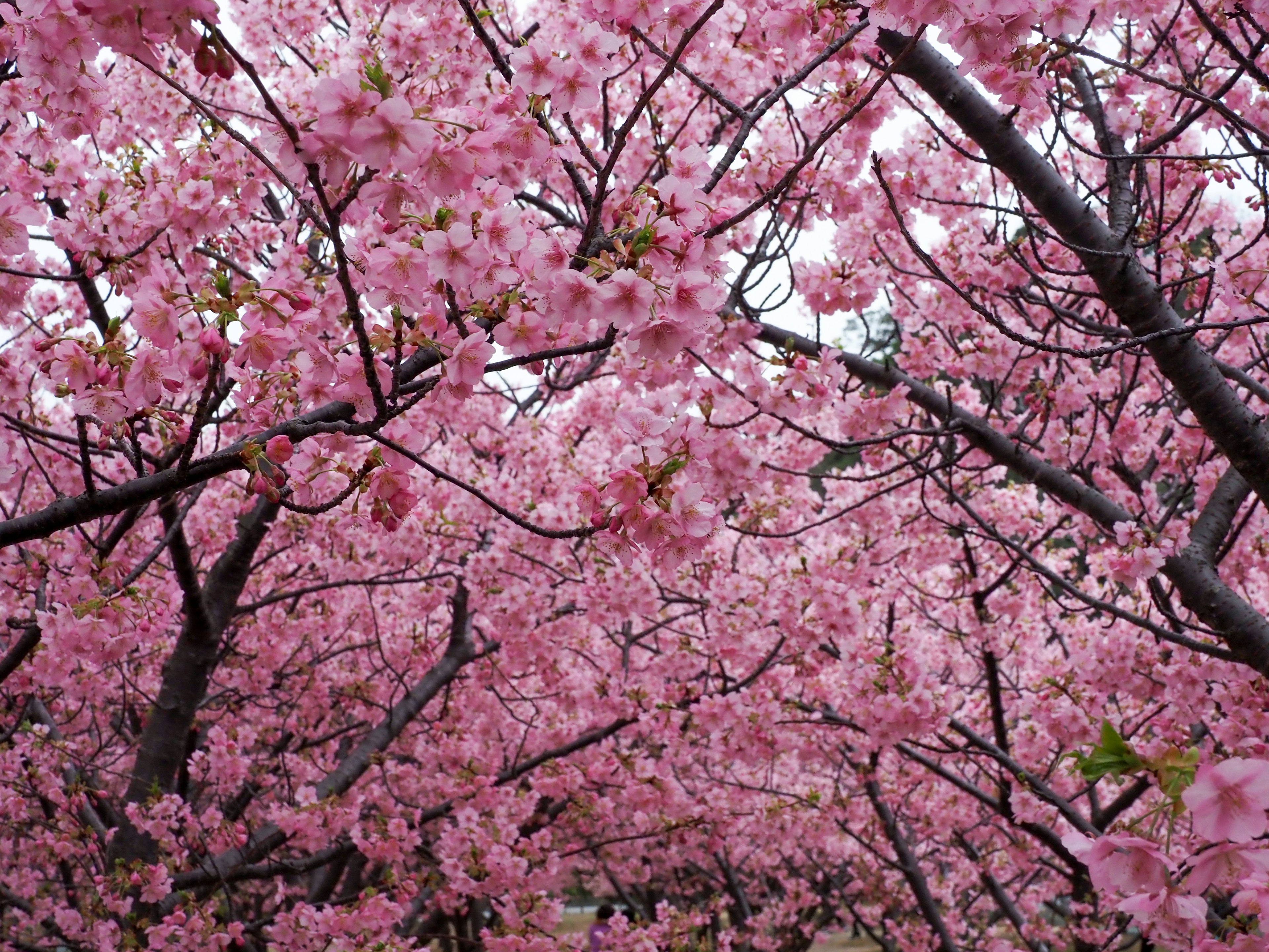 Un paisaje lleno de árboles de cerezo cubiertos de flores rosas vibrantes