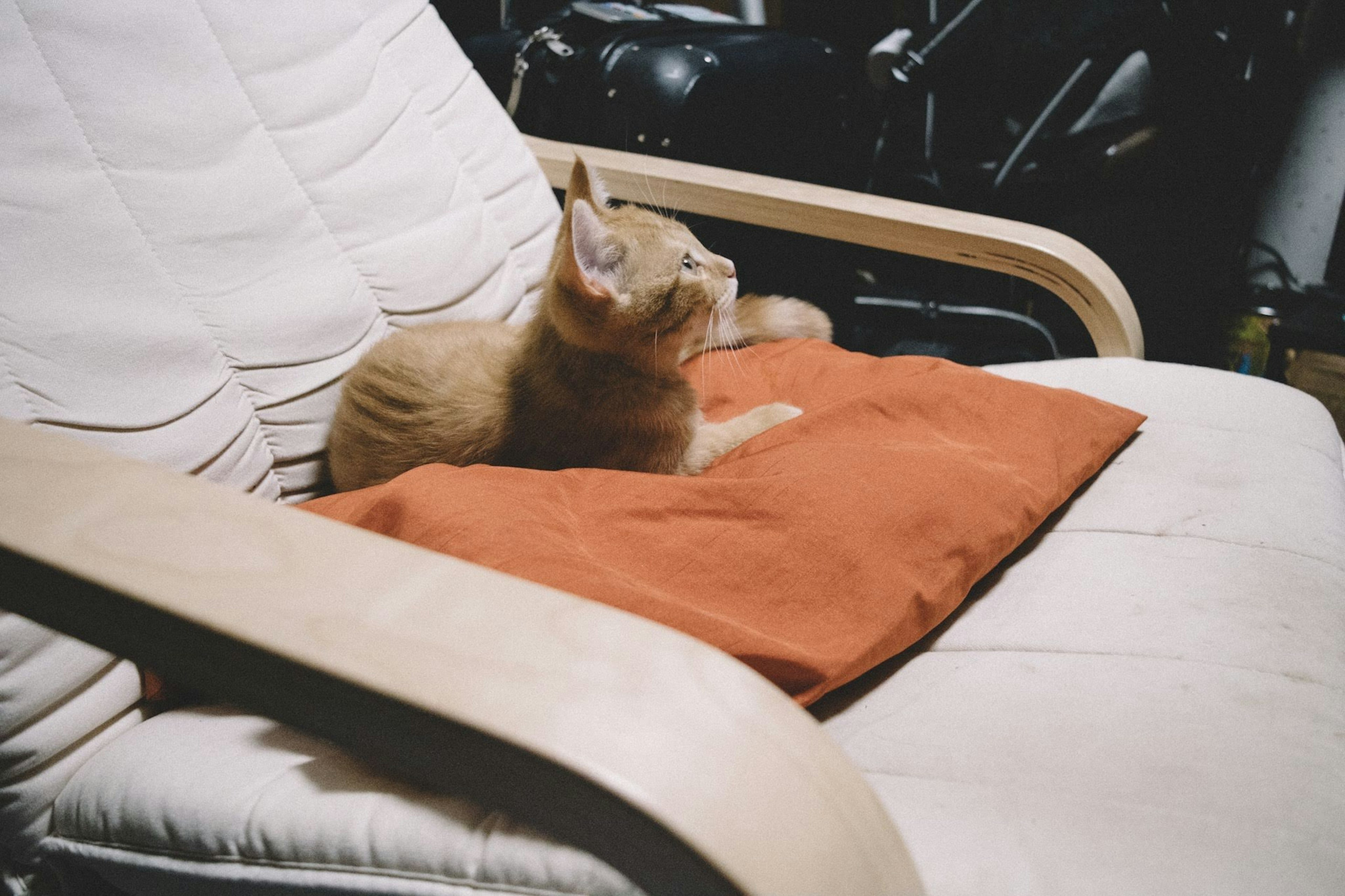 Gato marrón descansando sobre un cojín naranja en una silla blanca