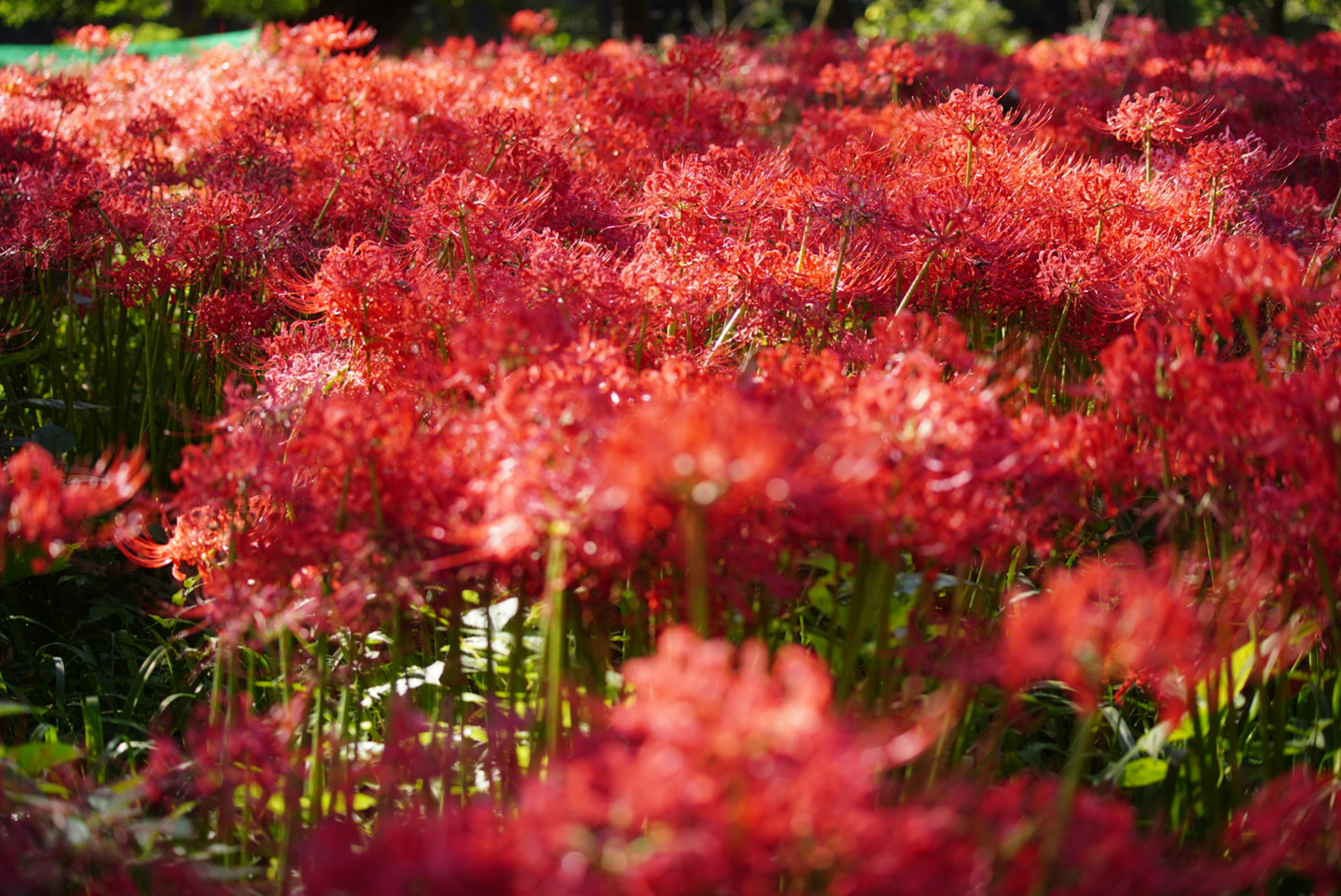 Vivaci gigli rossi che fioriscono in un giardino lussureggiante