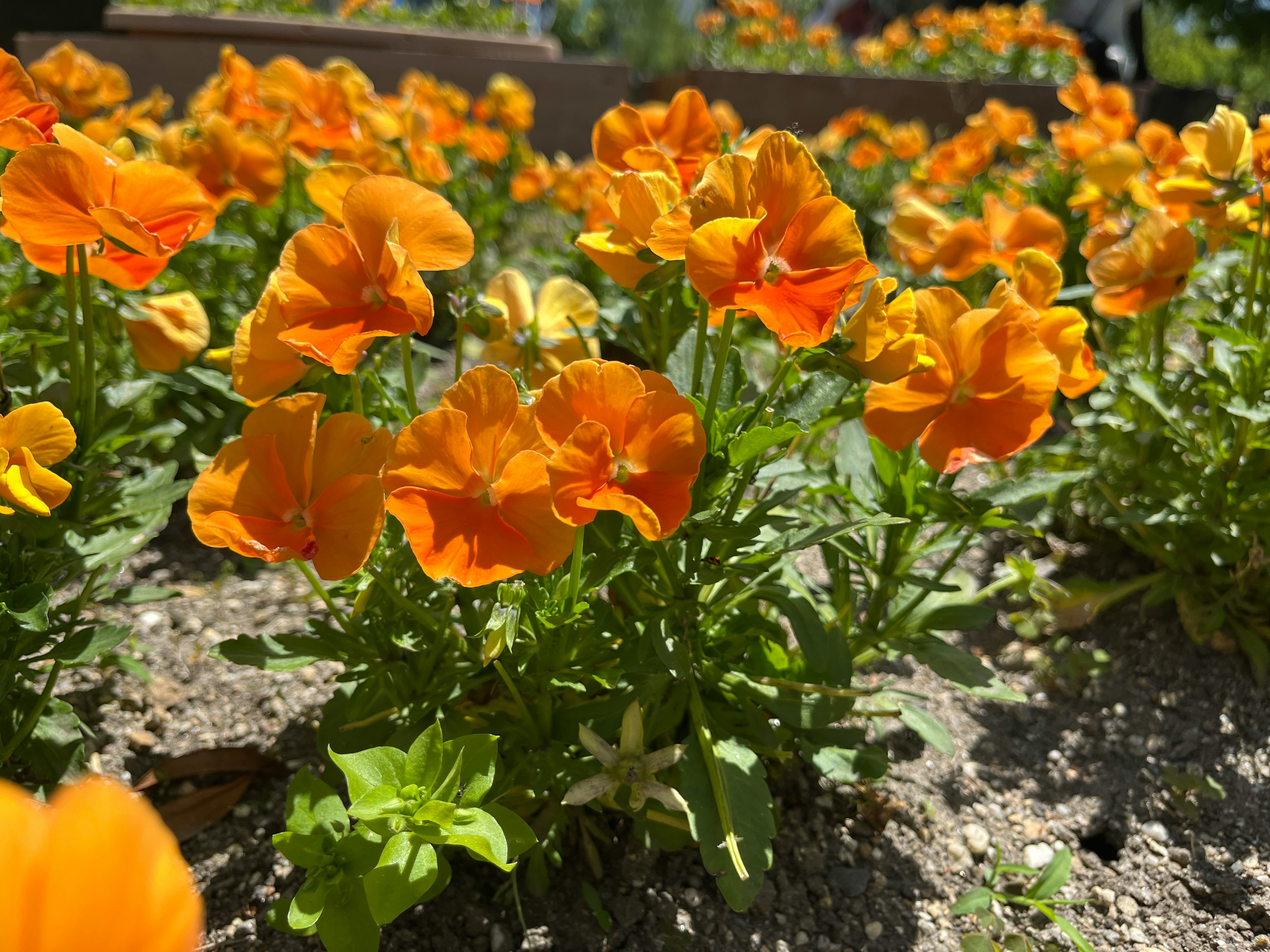 鮮やかなオレンジ色の花が咲き誇る庭の一角