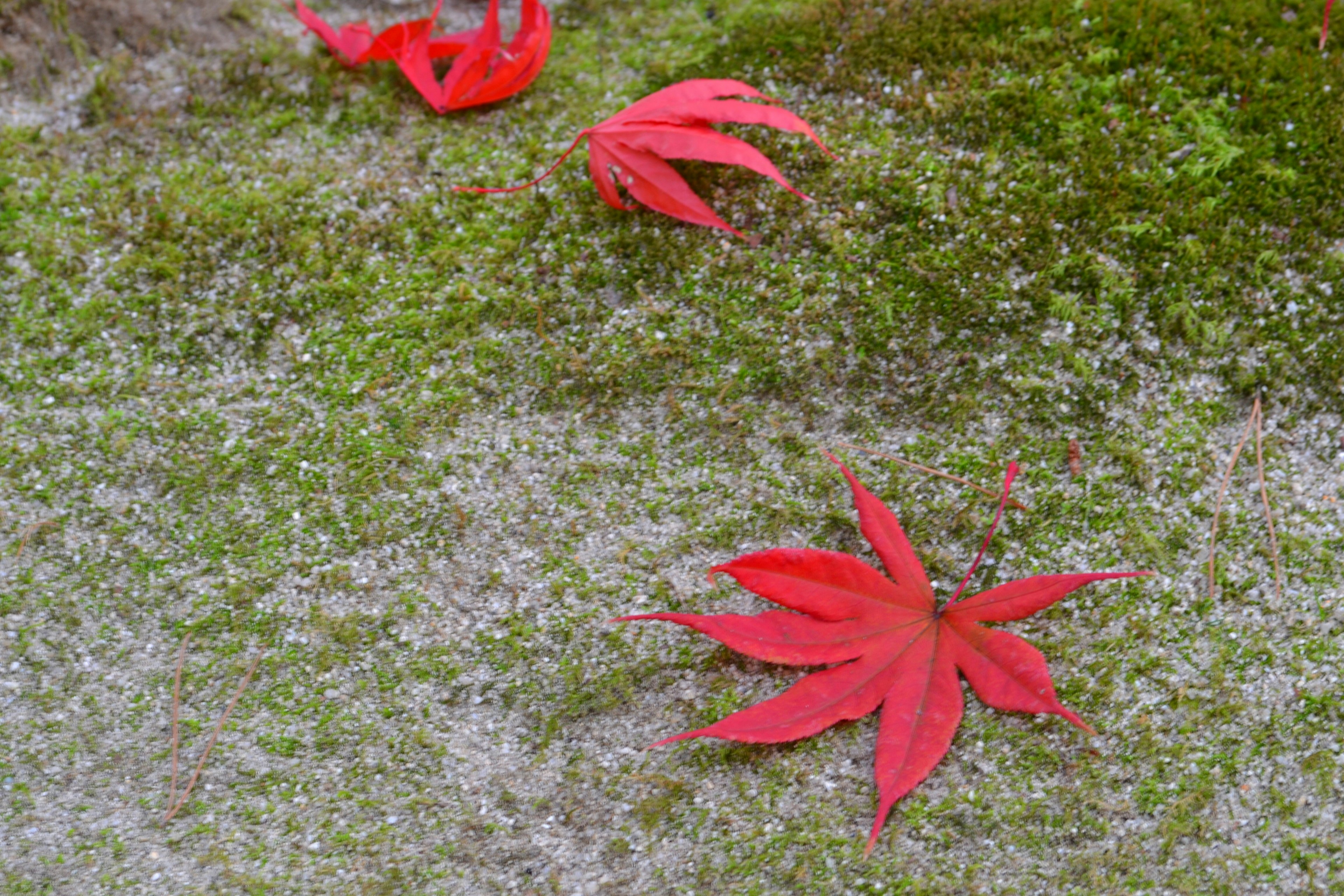 紅楓葉散落在苔蘚覆蓋的地面上