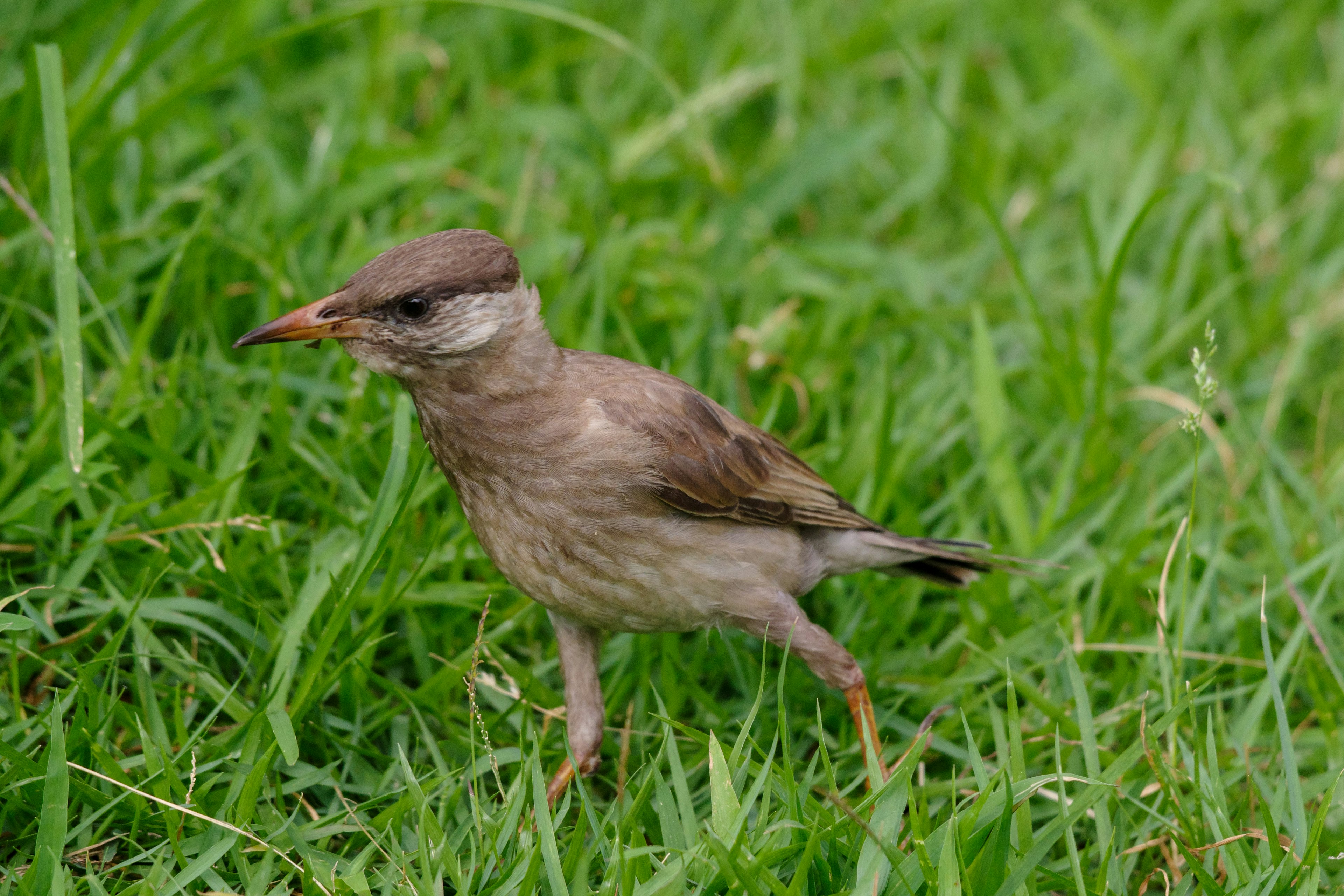 Small brown bird walking on green grass