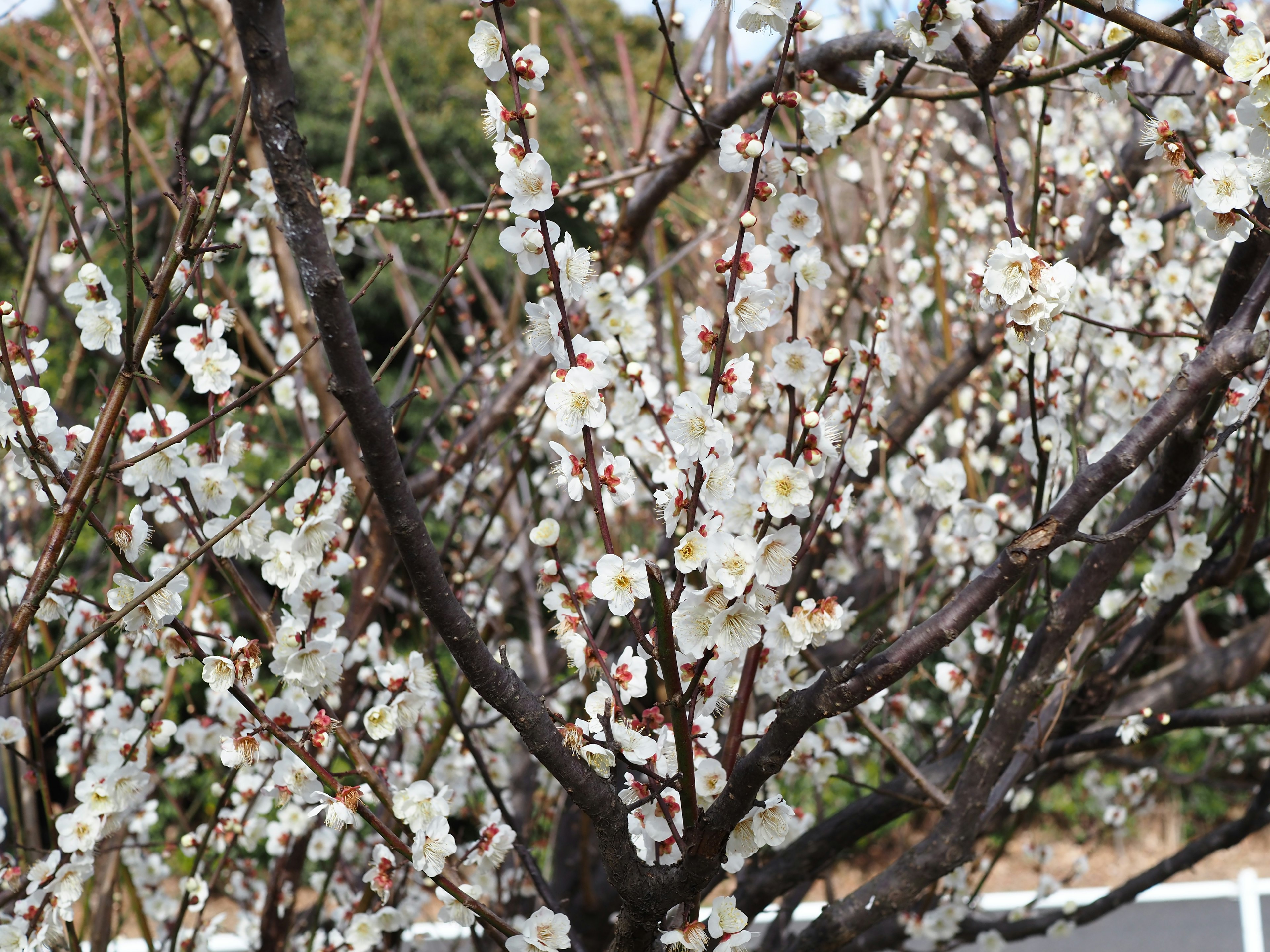 白い花が咲く梅の木の枝のクローズアップ