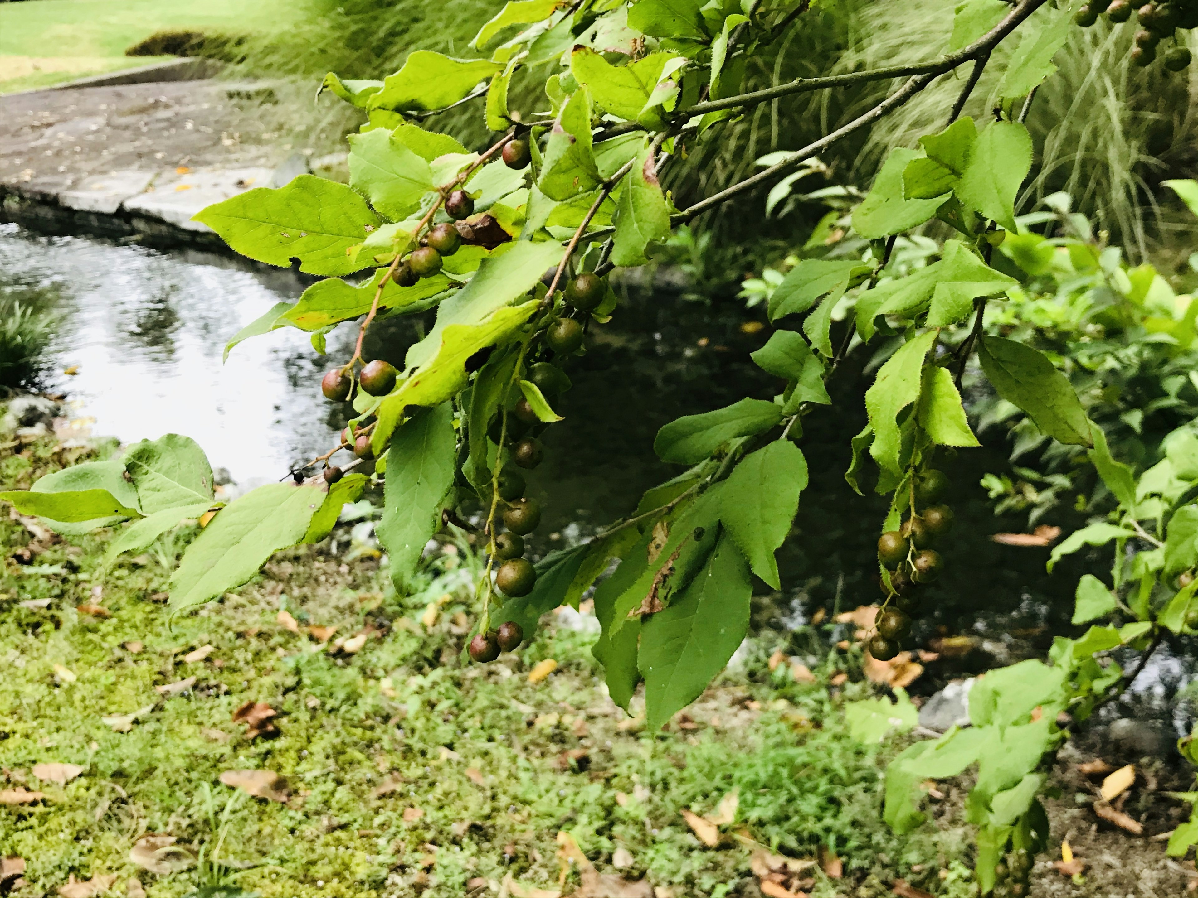 Rama con hojas verdes y frutos cerca de un arroyo