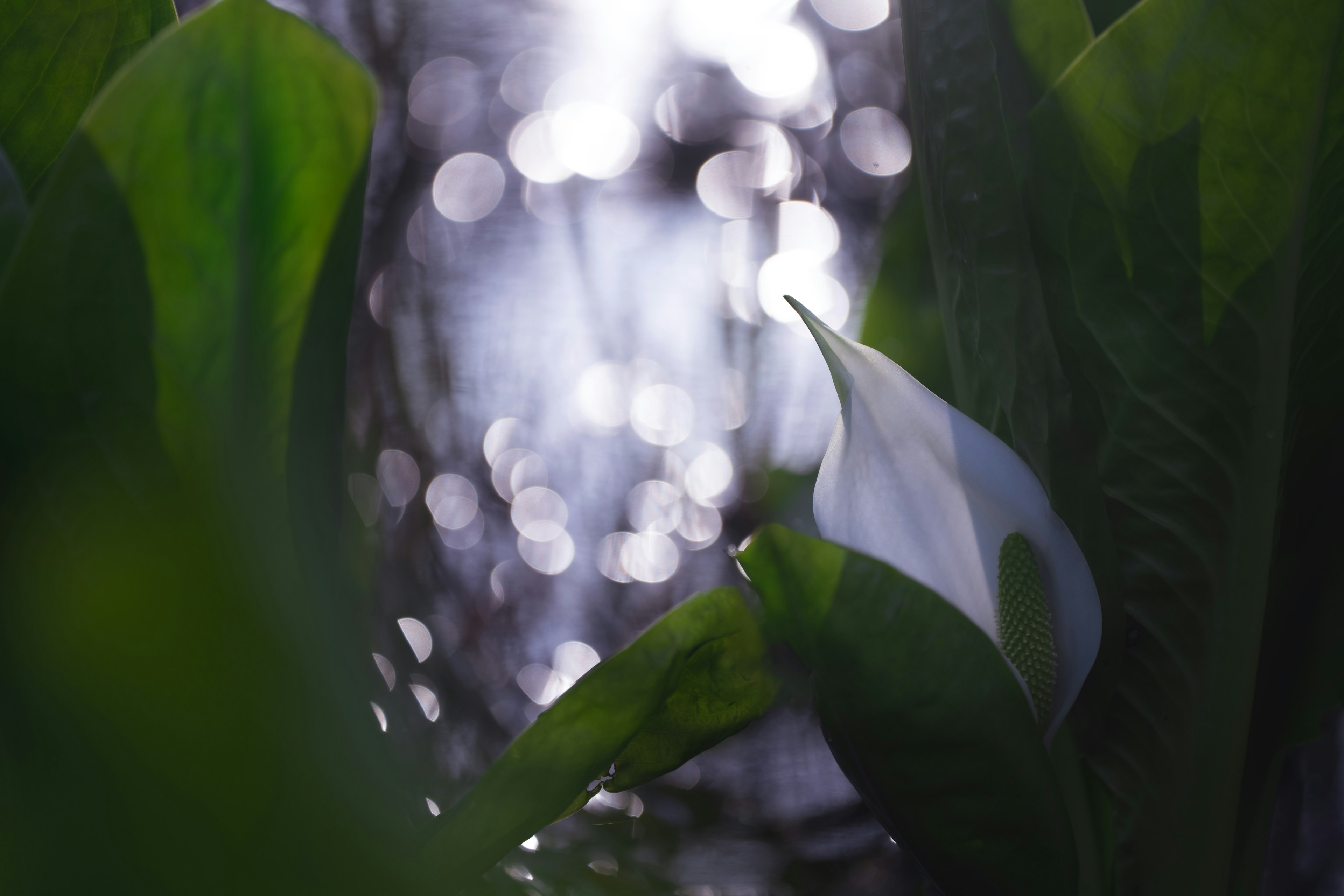 Primo piano di un fiore bianco circondato da foglie verdi con luce sfocata