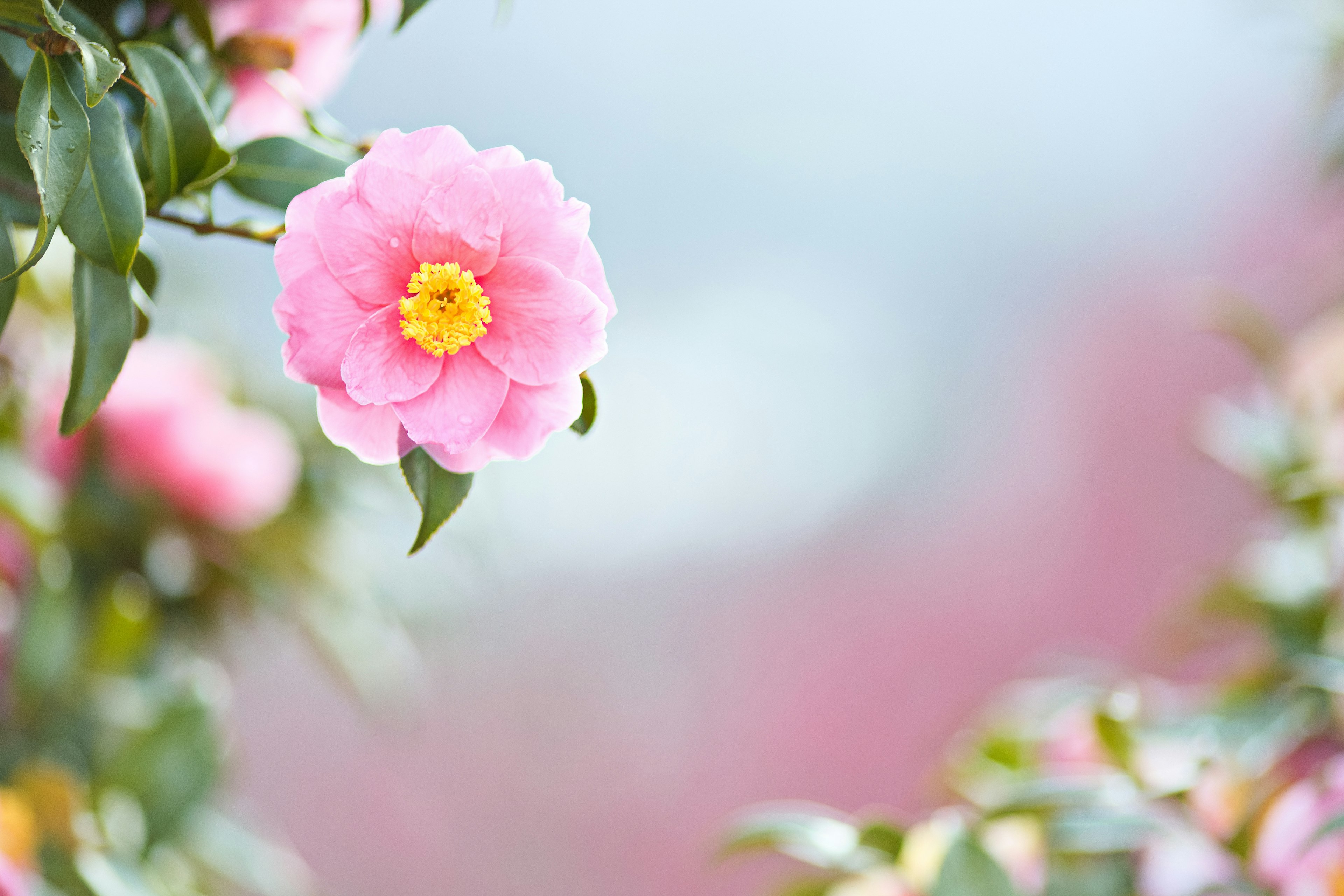 Une fleur de camélia rose en fleurs avec un arrière-plan flou