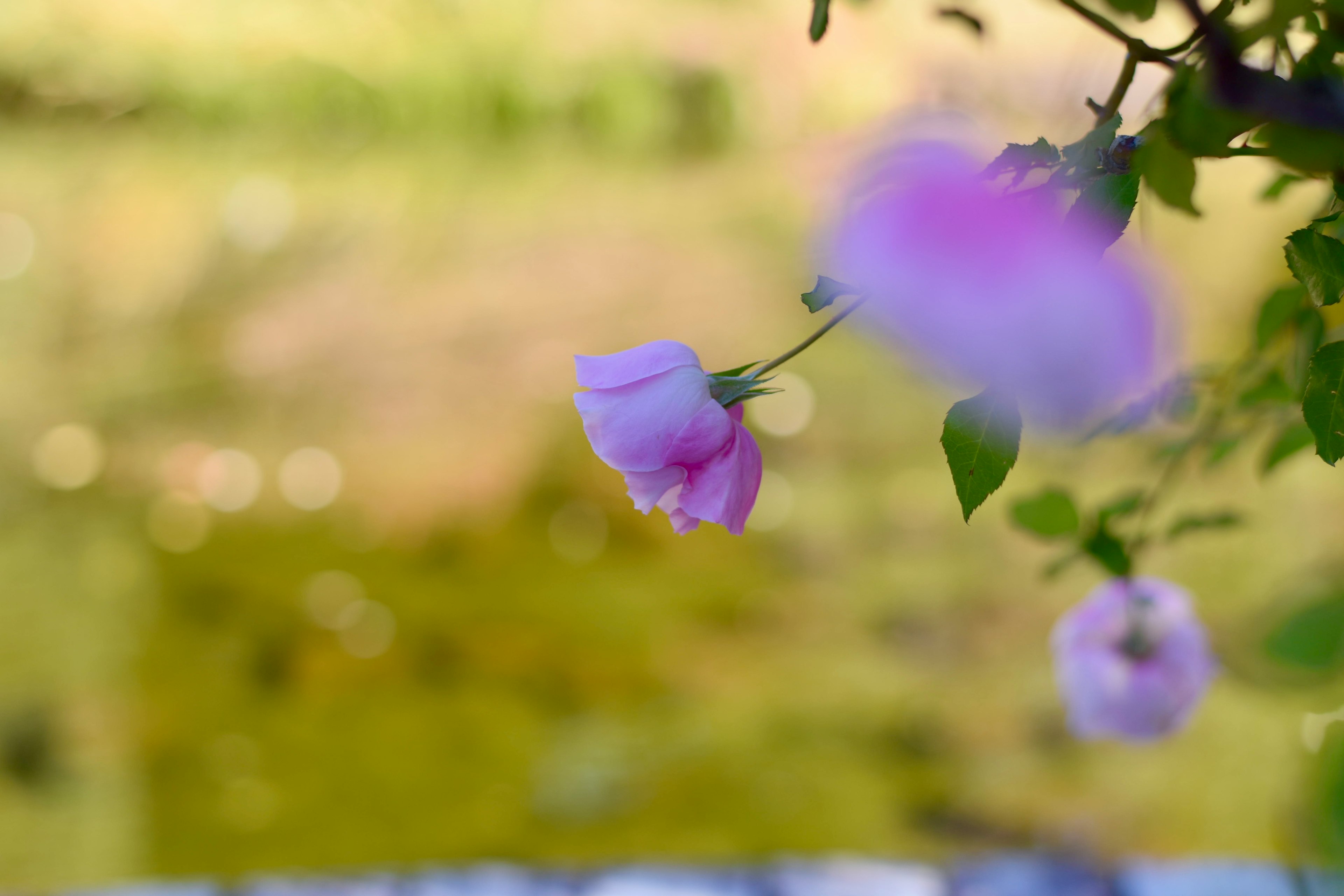 水邊搖曳的精緻粉紅花朵