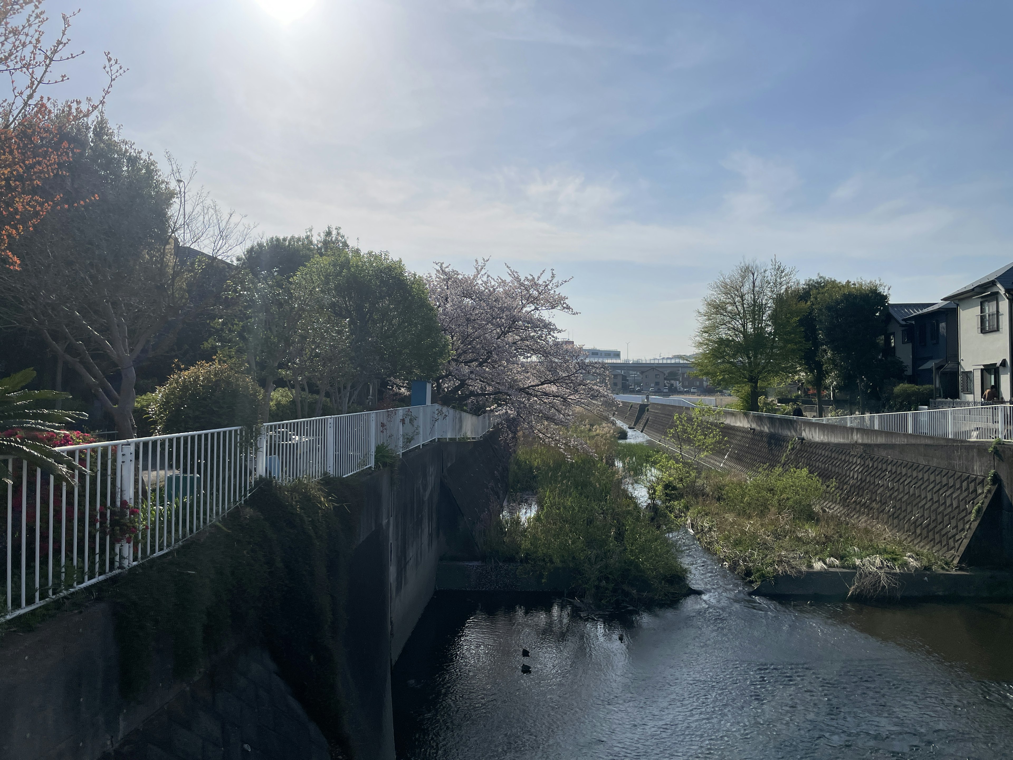 Vue pittoresque d'une rivière avec des cerisiers et des bâtiments résidentiels