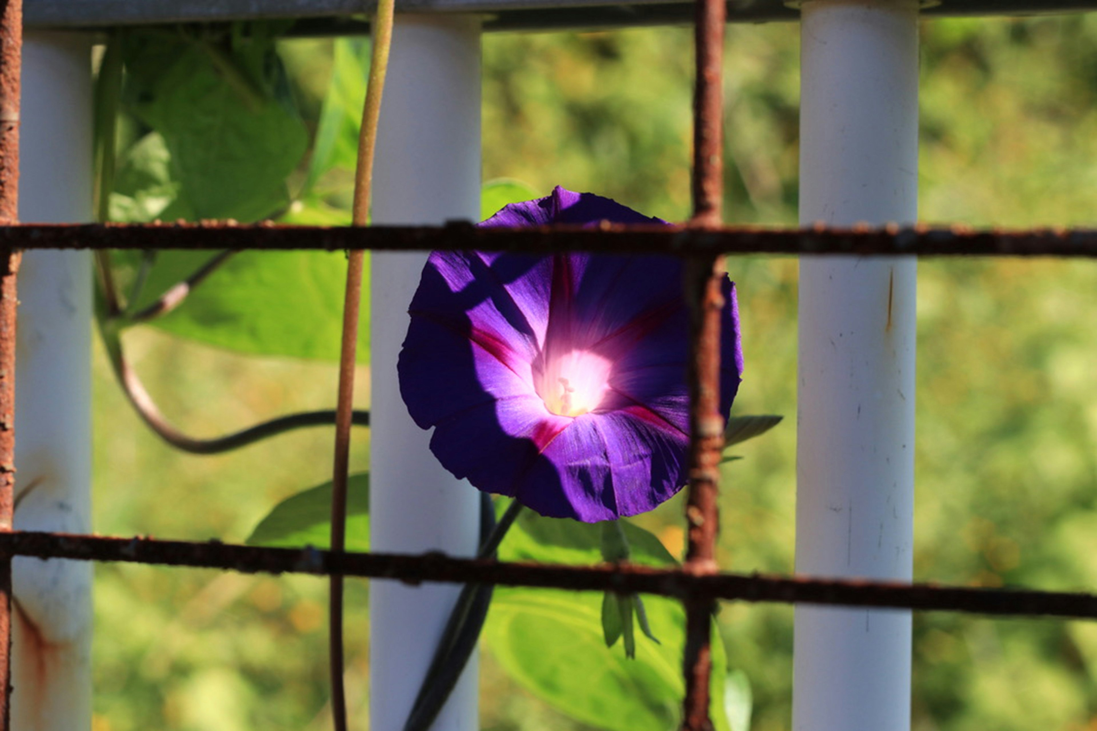 紫色の花が錆びたフェンスの向こうにある