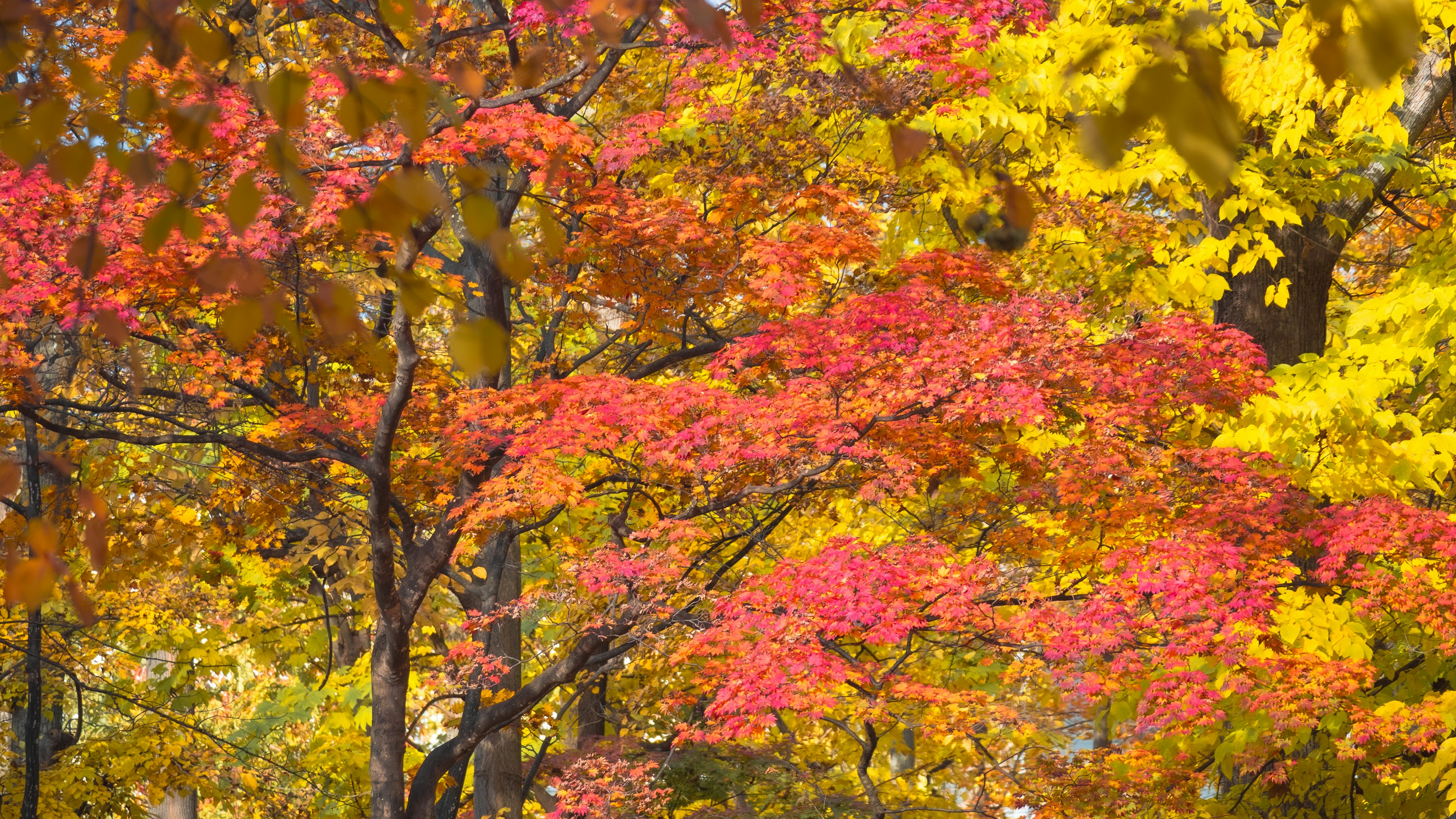 Lebendige Herbstlaub mit bunten Blättern an Bäumen