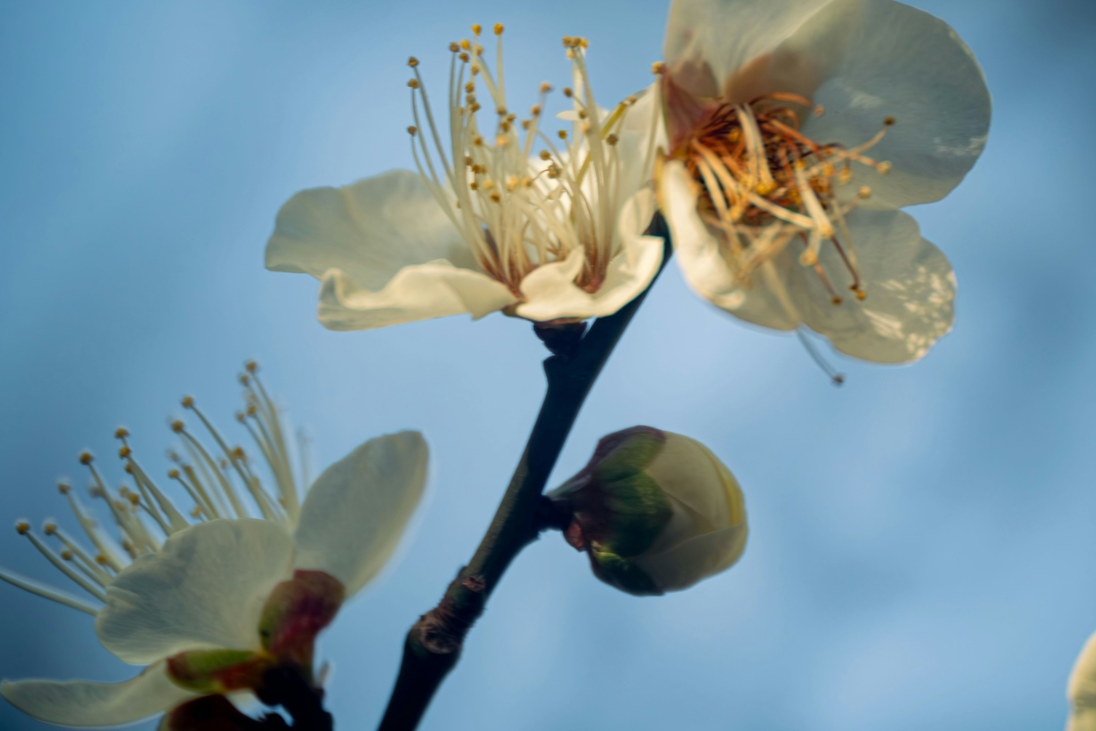 Close-up of white flowers and buds against a blue sky