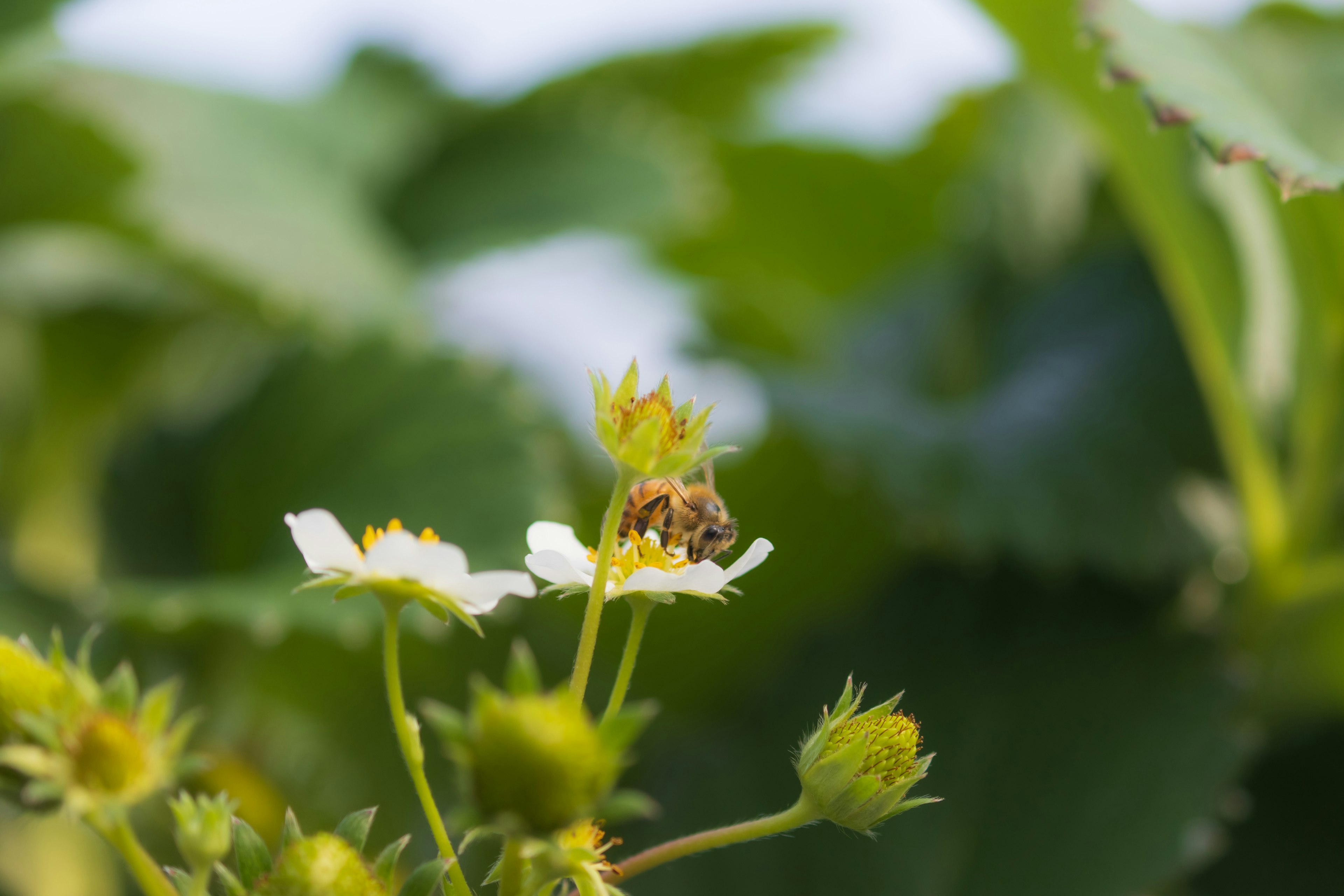 Ape su una pianta di fragole in fiore con foglie verdi